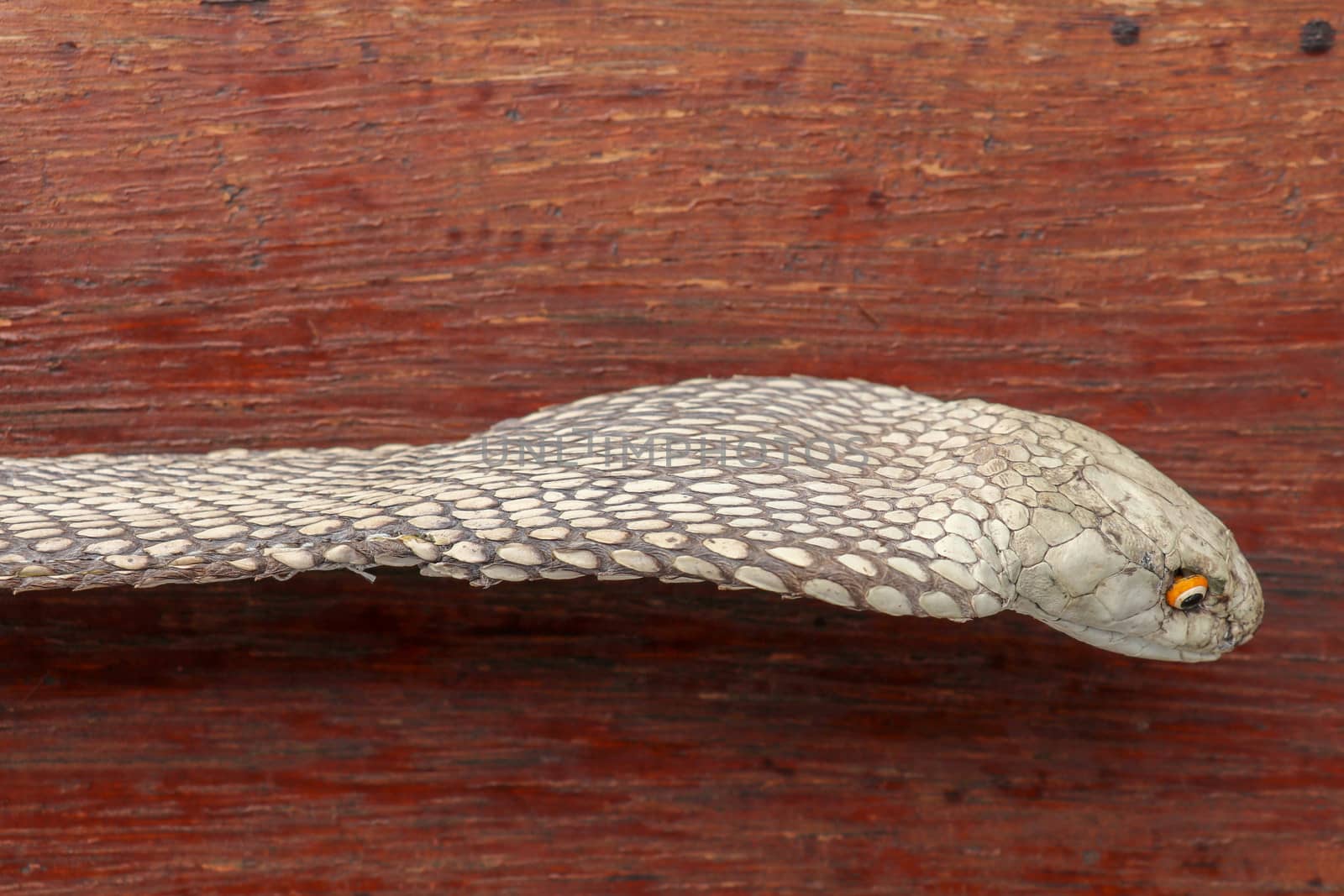 Tanned skin of Ophiophagus hannah. Close up of belt of the most venomous snake on Bali island in Indonesia. Product from leather workshop. King cobra also known as hamadryad, species of venomous snake