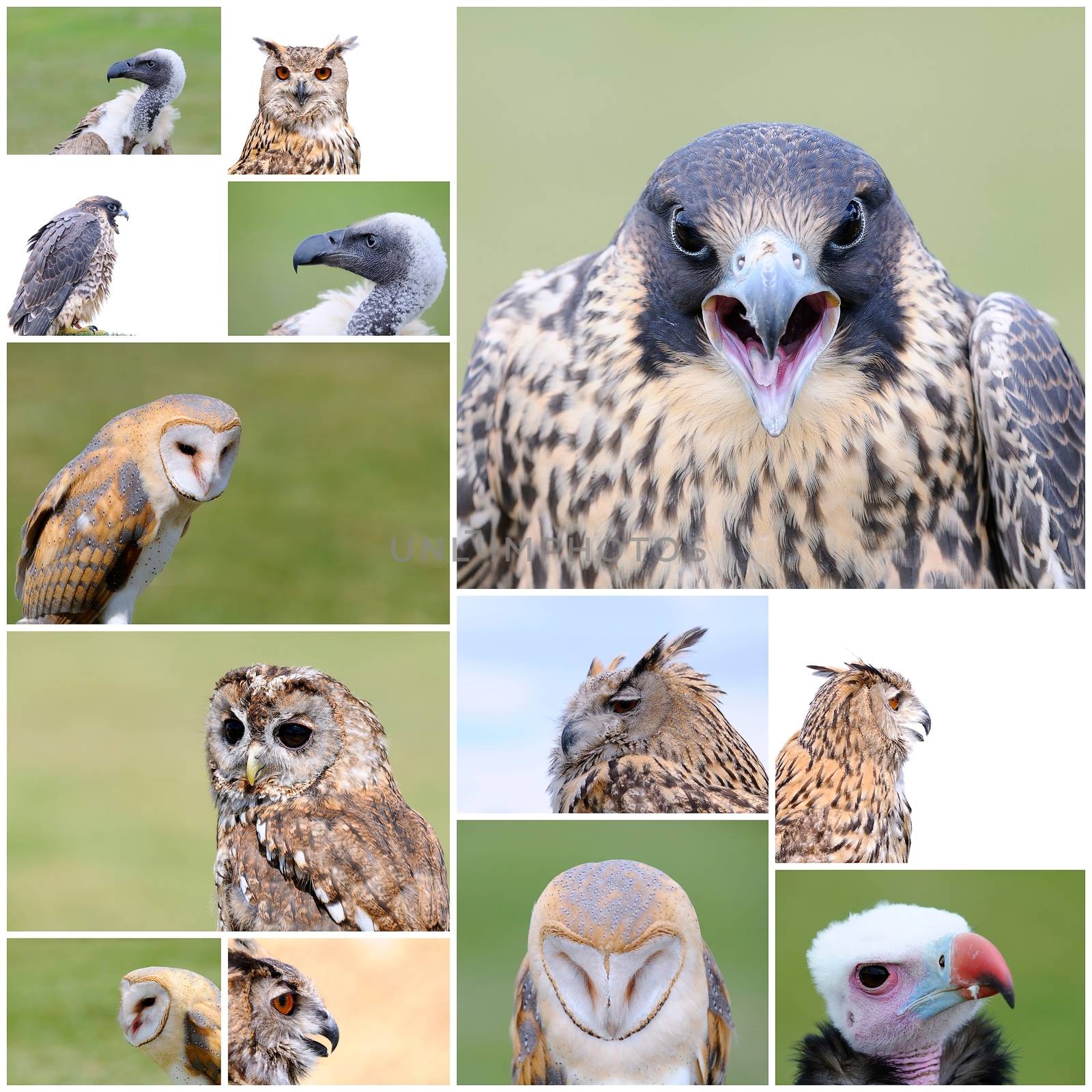 A collage with a different falconry birds.