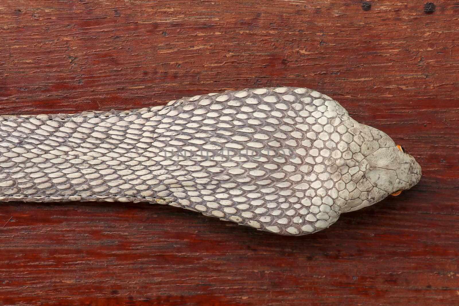 Tanned skin of Ophiophagus hannah. Close up of belt of the most venomous snake on Bali island in Indonesia. Product from leather workshop. King cobra also known as hamadryad, species of venomous snake