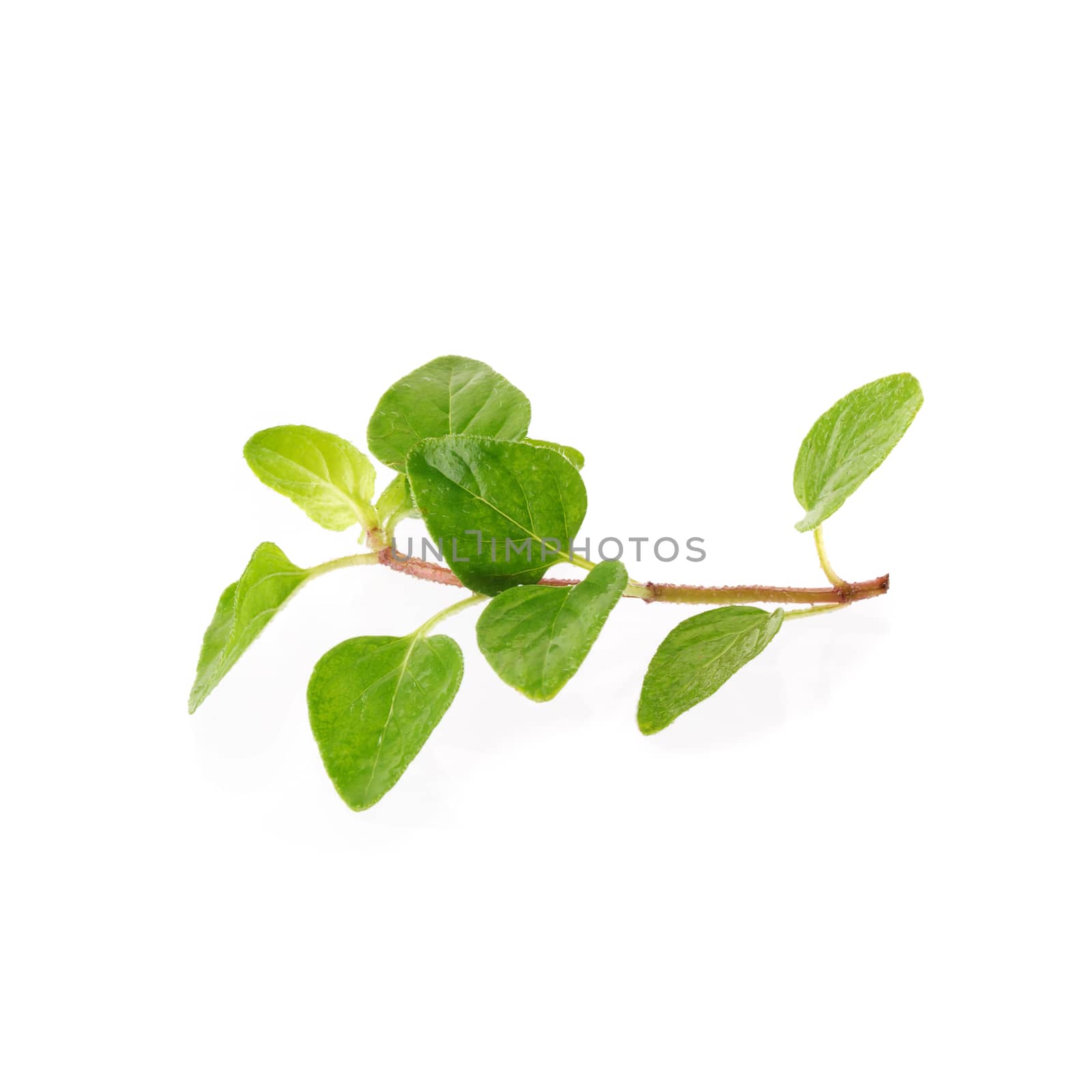 Fresh Oregano herb on a white background by kaiskynet