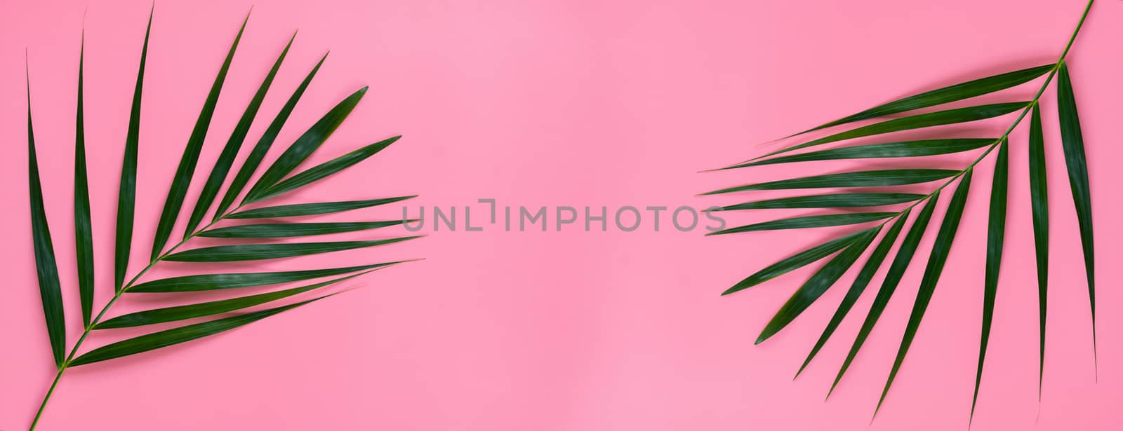 Green leaves of palm tree on bright pink pastel background, Tropical green palm leaves , Top view minimal concept. Flat lay.