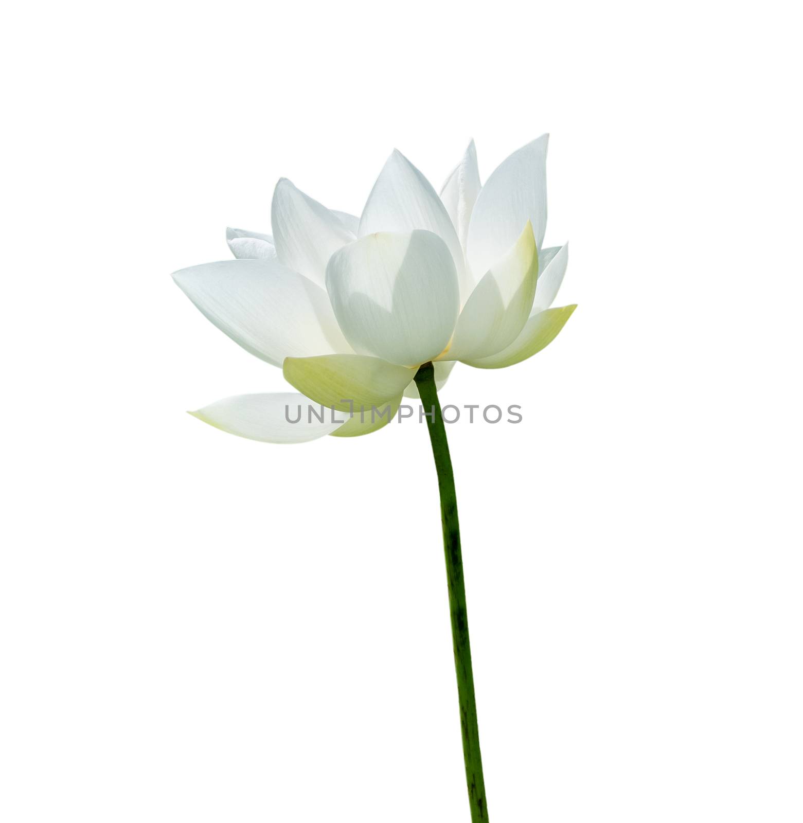 White Lotus flower isolated on white background. Nature concept For advertising design and assembly. File contains with clipping path so easy to work.
