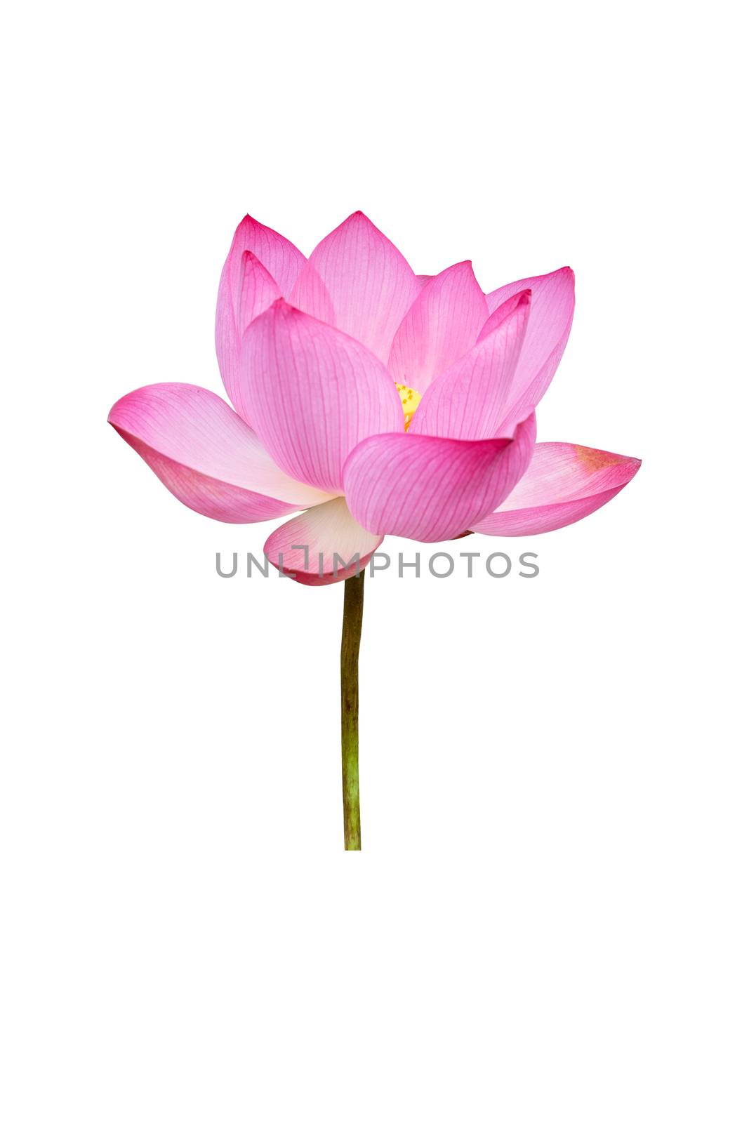 Lotus flower isolated on white background. File contains with clipping path so easy to work. by noomubon