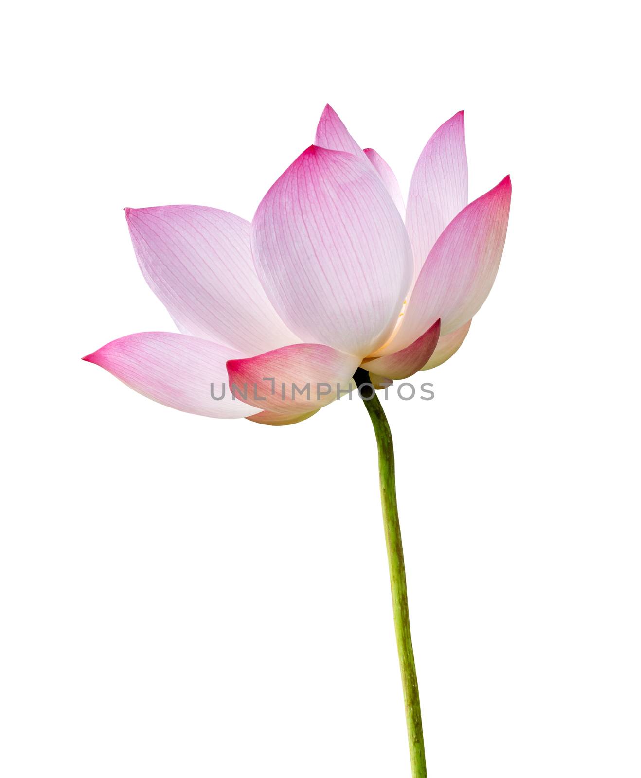 Pink Lotus flower isolated on white background. Nature concept For advertising design and assembly. File contains with clipping path so easy to work. by noomubon