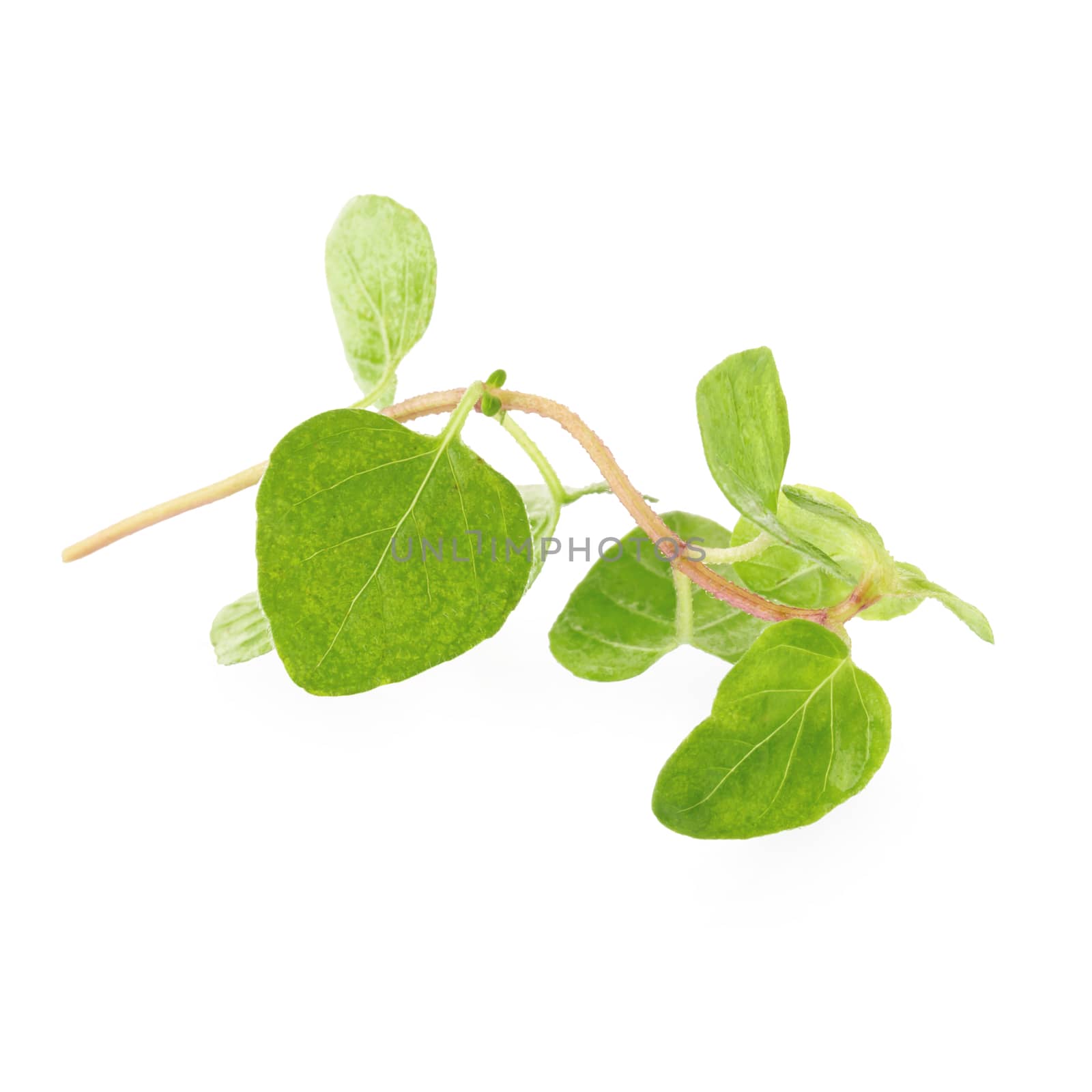 Fresh Oregano herb on a white background by kaiskynet