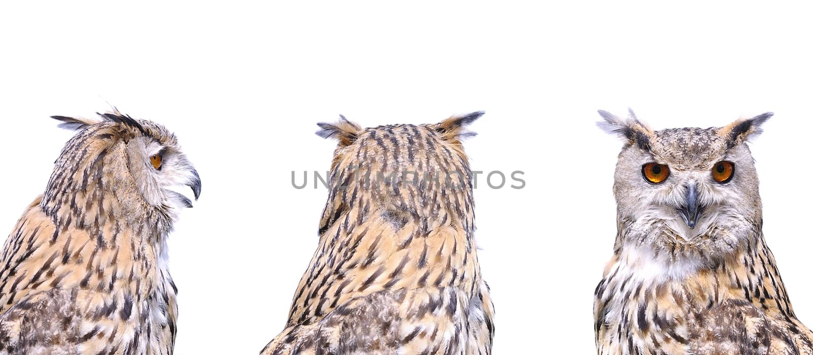 Euroasian eagle owl on a white background.