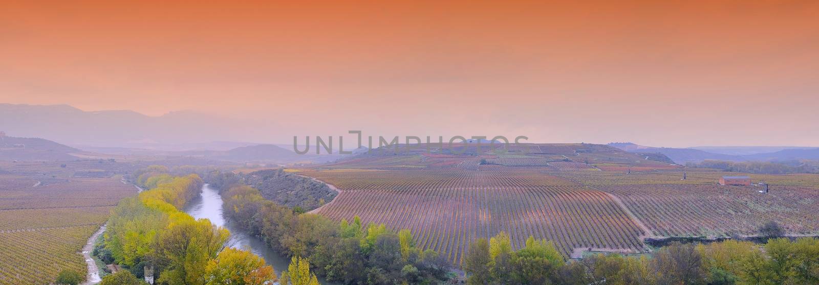 Vineyards in the province of La Rioja in spain.