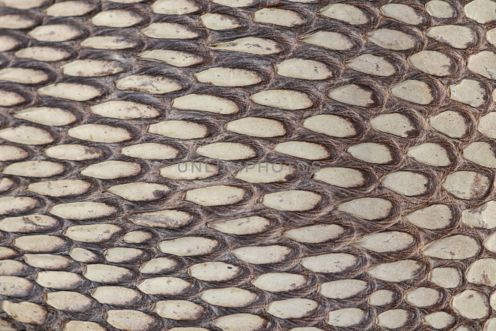 Detail of snake skin belt. A close up of a belt of the most venomous snake King cobra on Bali island in Indonesia. Product from leather workshop. Tanned skin of Ophiophagus hannah. Macrophotography.