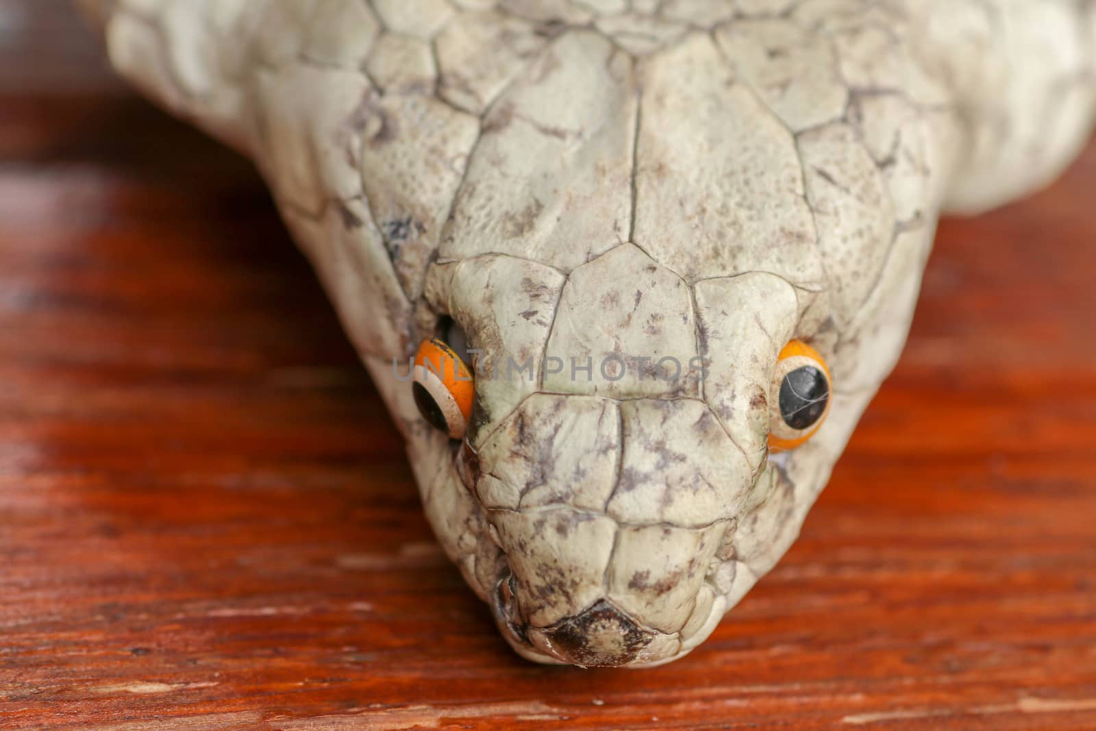 A close up head of a King Cobra. Tanned skin of Ophiophagus hannah. Belt of the most venomous snake on Bali island in Indonesia. Product from leather workshop.