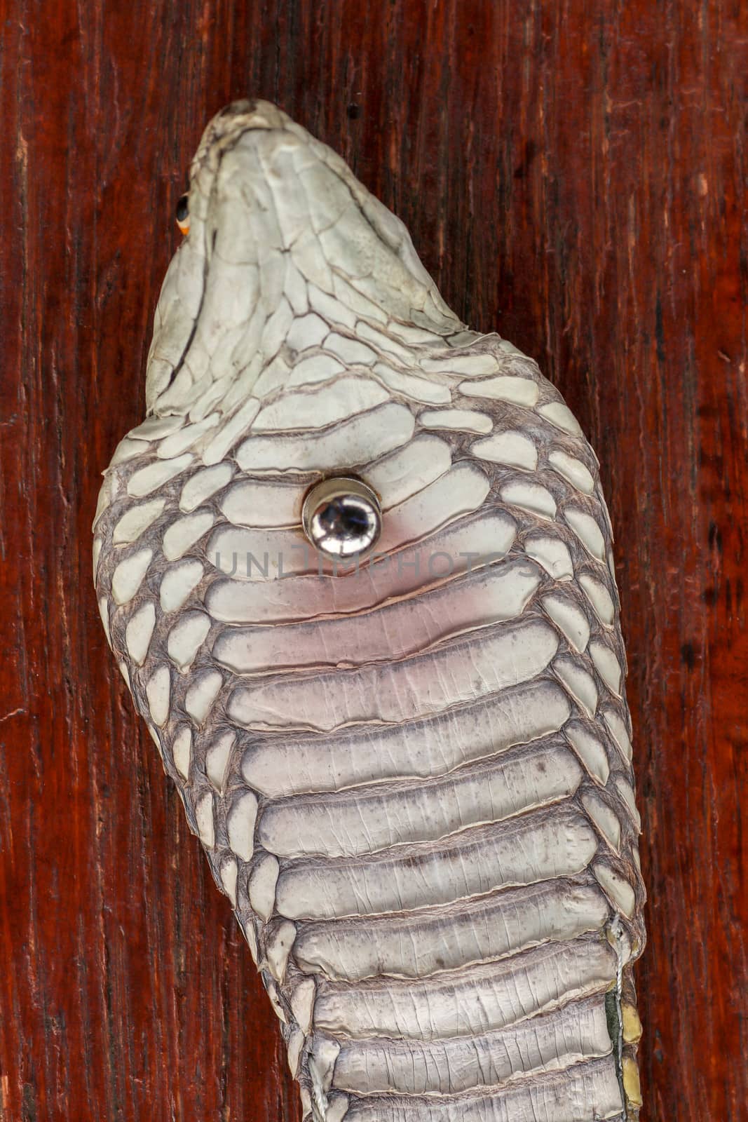 A close up head of a King Cobra. Tanned skin of Ophiophagus hannah. Belt of the most venomous snake on Bali island in Indonesia. Product from leather workshop.