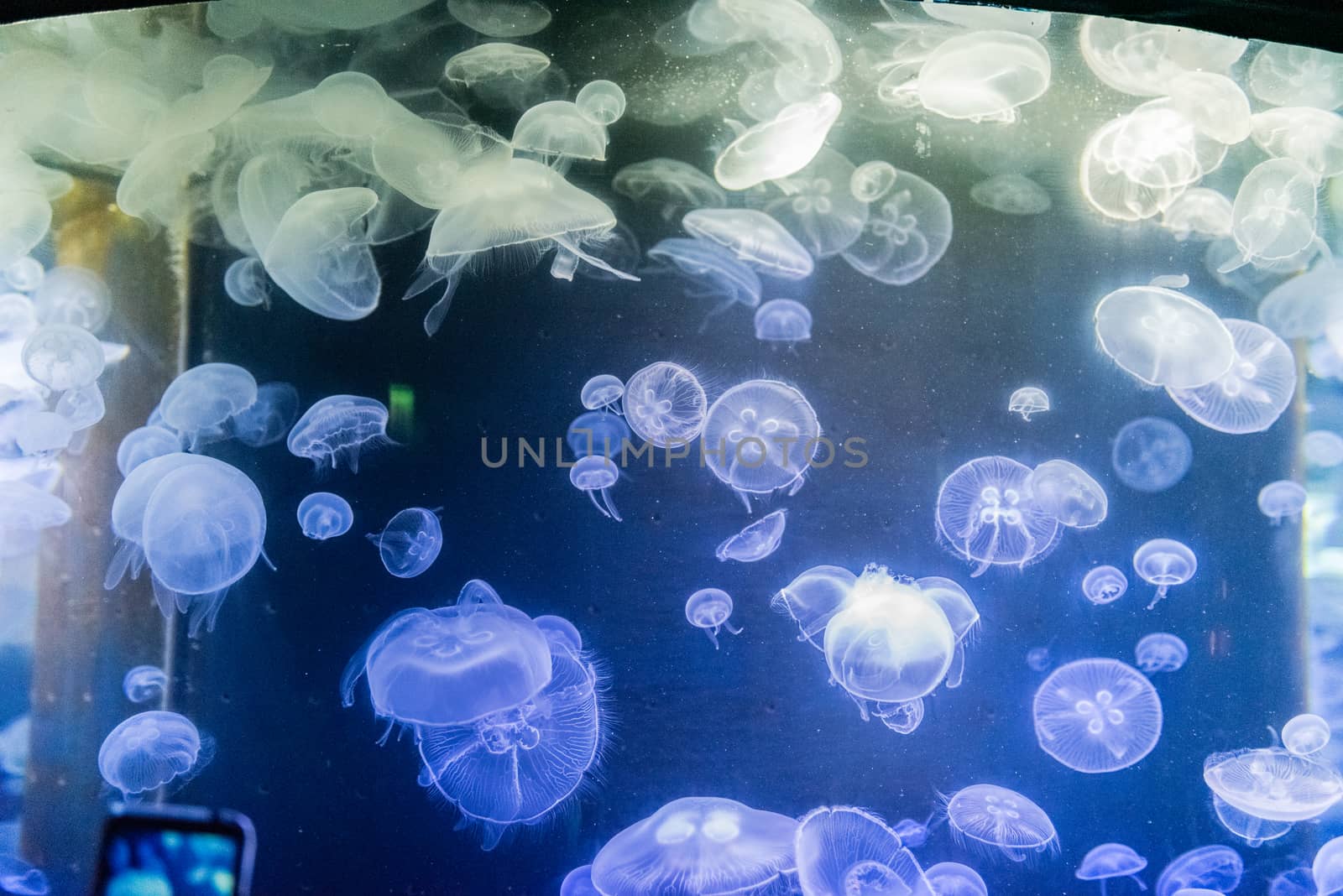 Closeup of small jellyfishes moving chaotically in aquarium environment