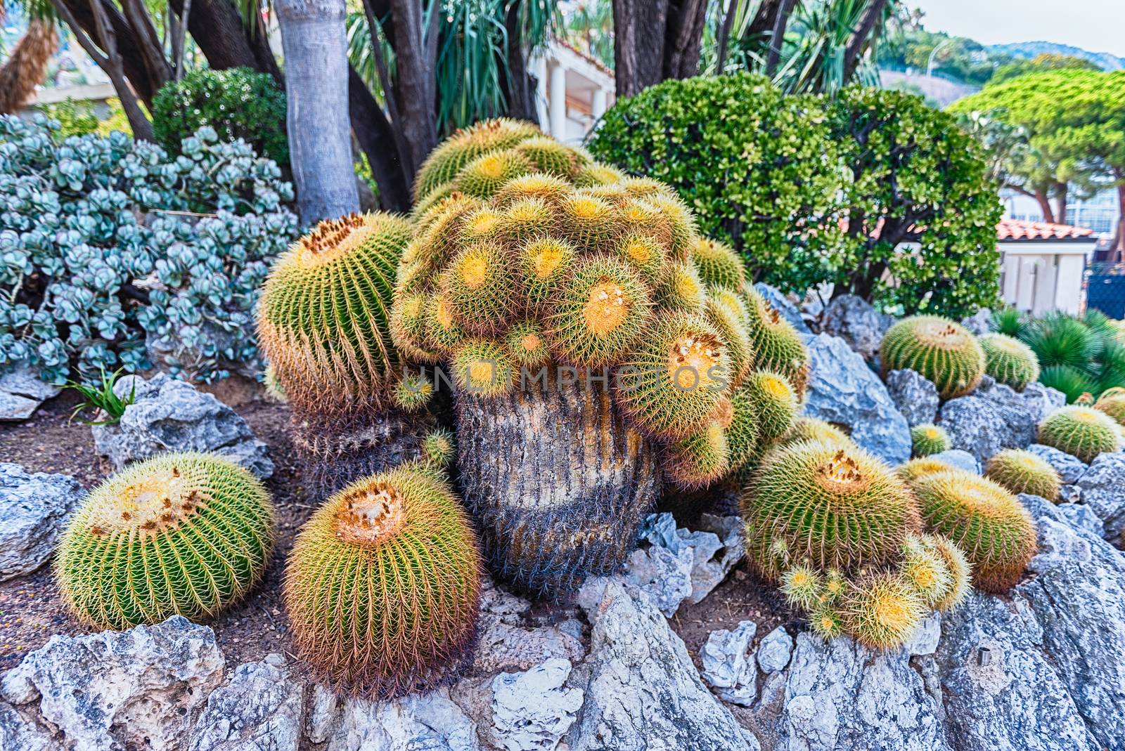 Cultivation of cactus and other succulent plants inside a botanical garden