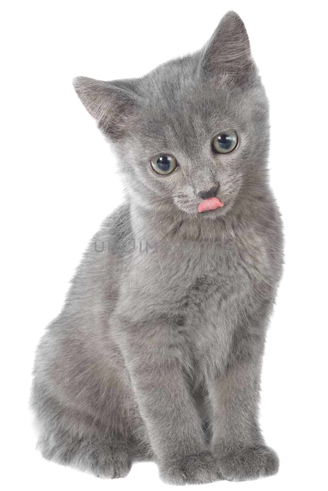 Small gray shorthair kitten sitting and yawn on white background.