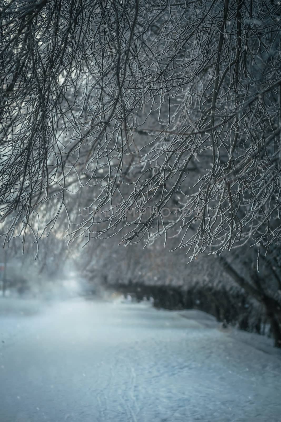 Snow-covered branches of trees on a frosty winter day.