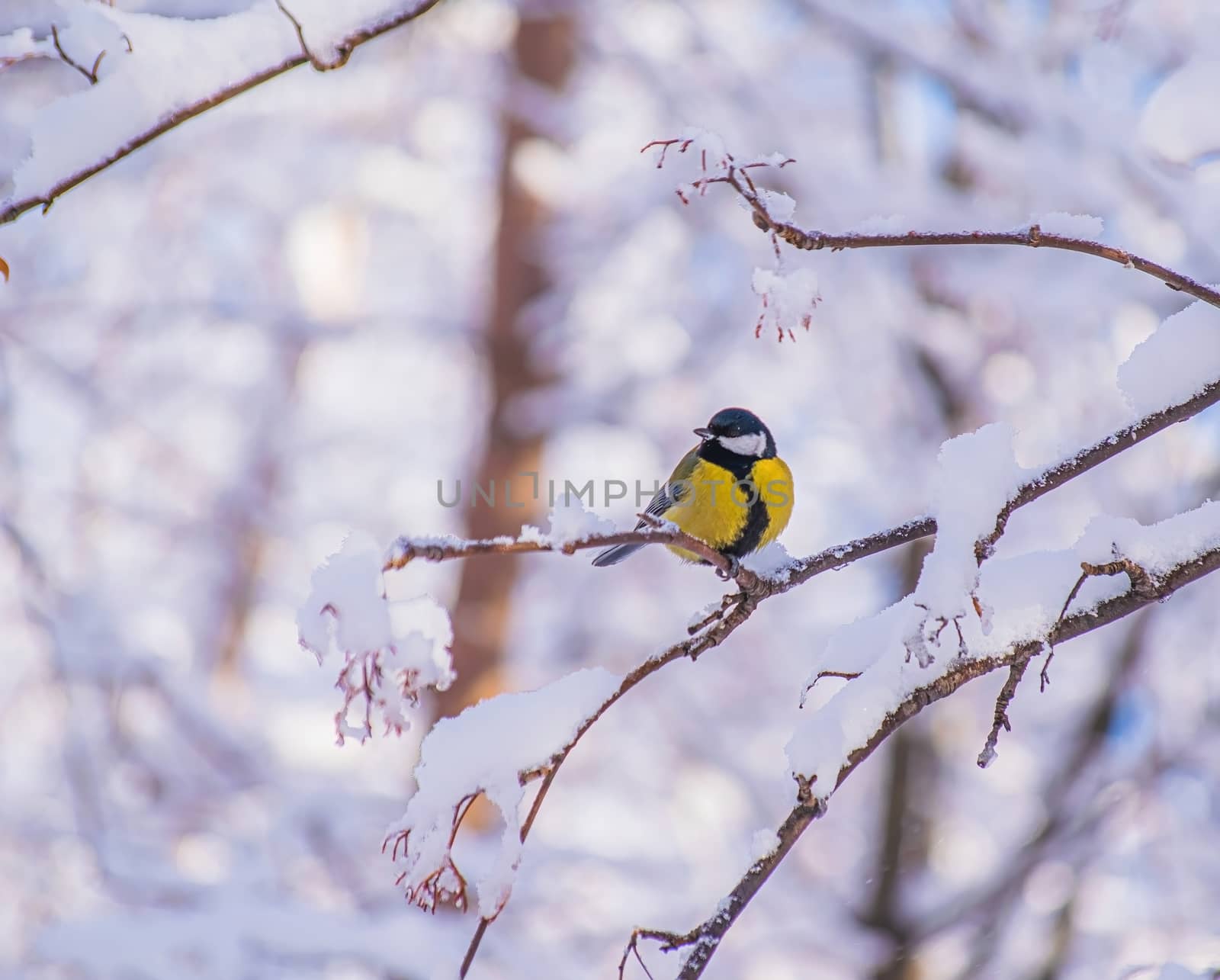 Titmouse on a snowy winter day sitting on a tree branch.