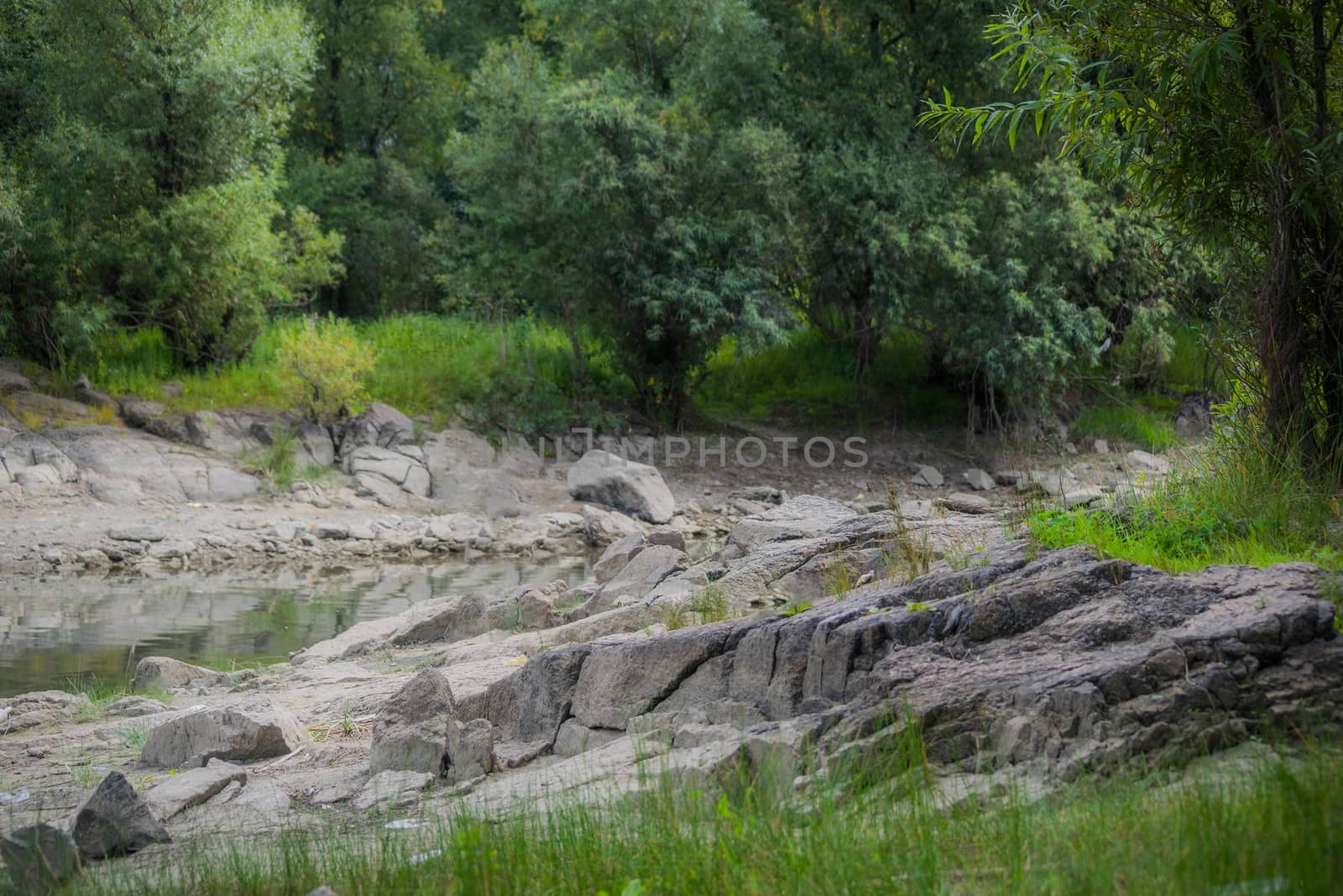 Landscape by the river against the backdrop of the forest on a summer day.