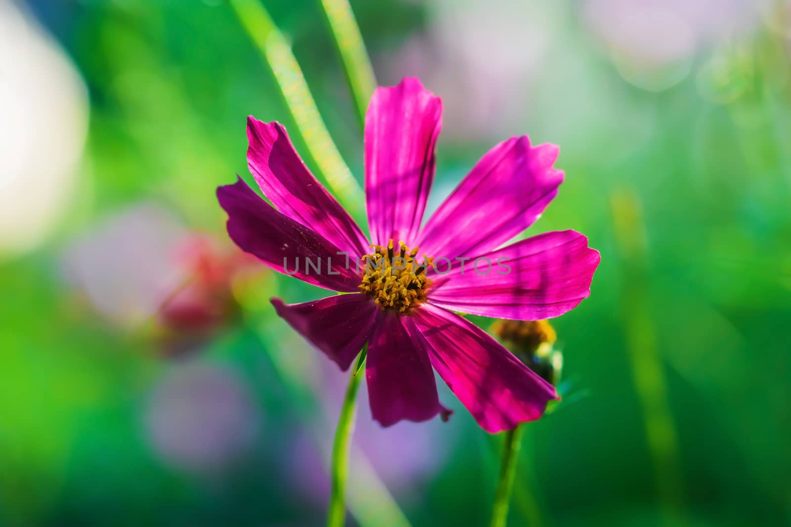 Cosmos flower Cosmos Bipinnatus with blurred background.