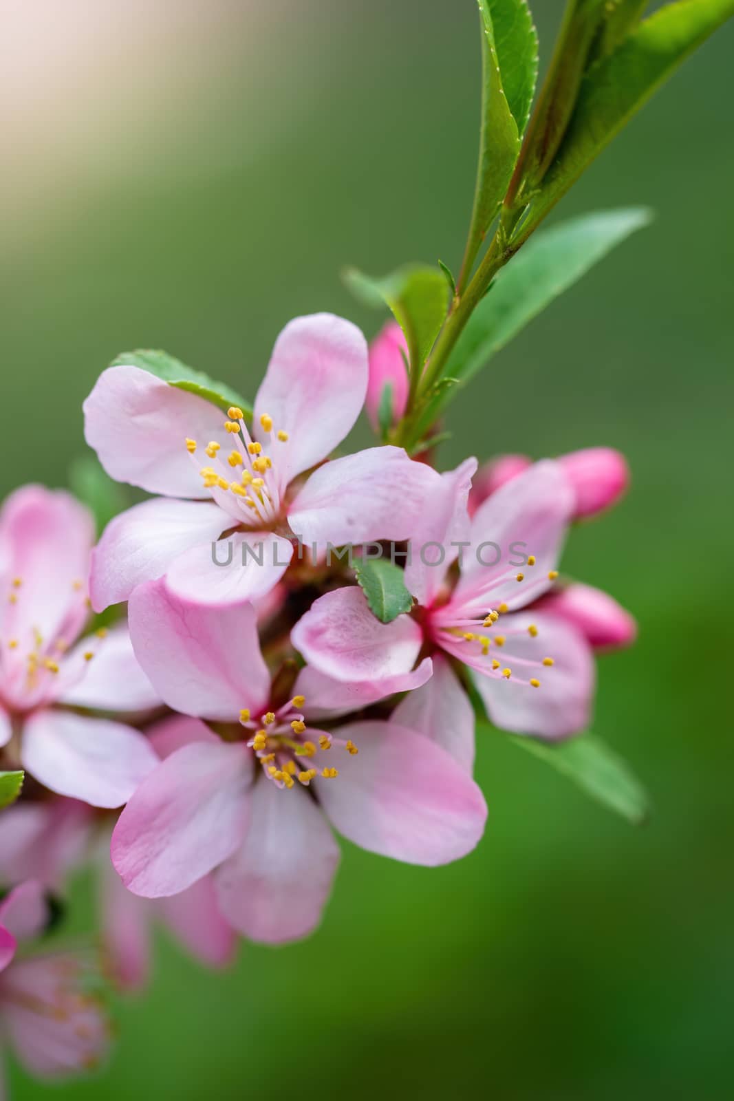 Spring flowering pink almond closeup on a sunny day.