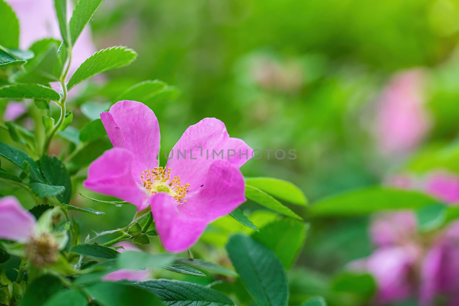 Blooming pink wild rose spring day close-up on a blurred background.