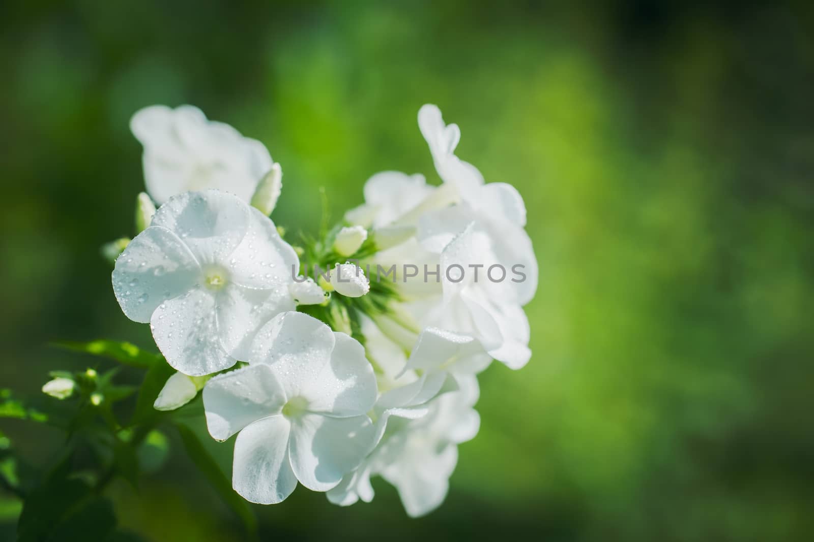 White phlox flower close up in garden on a summer day