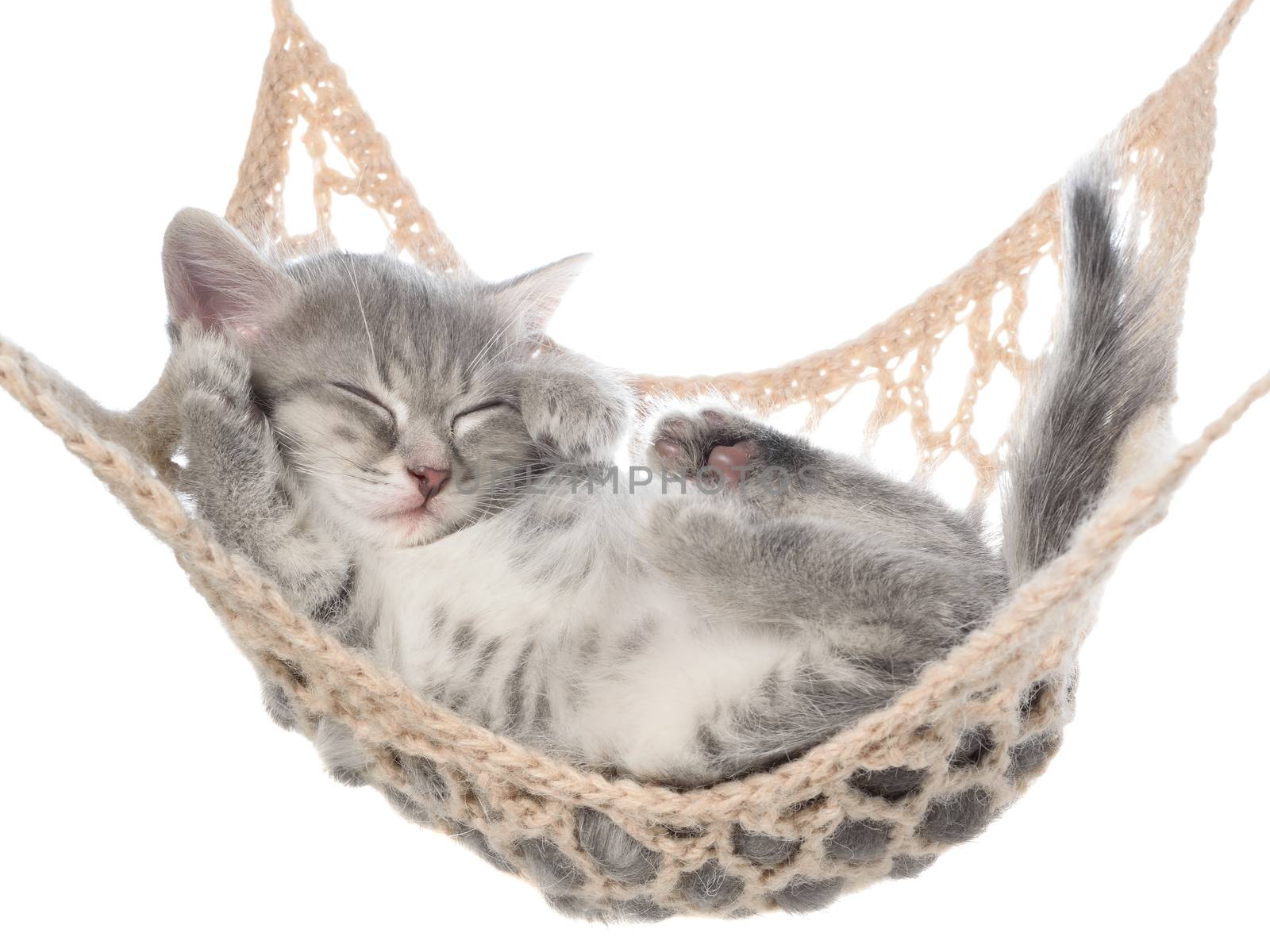 Cute striated kitten sleeping in hammock on a white background.
