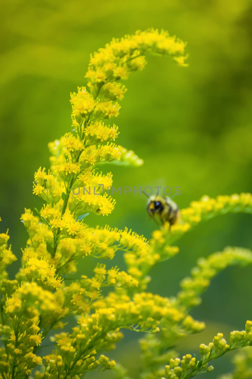 Beautiful yellow goldenrod flowers and bee. by Grisha