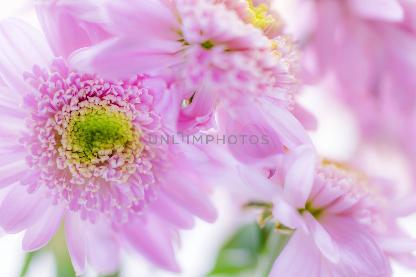 Wet chrysanthemum macro photo by Grisha