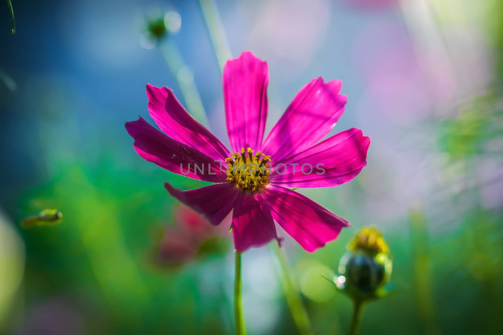 Cosmos flower Cosmos Bipinnatus with blurred background.