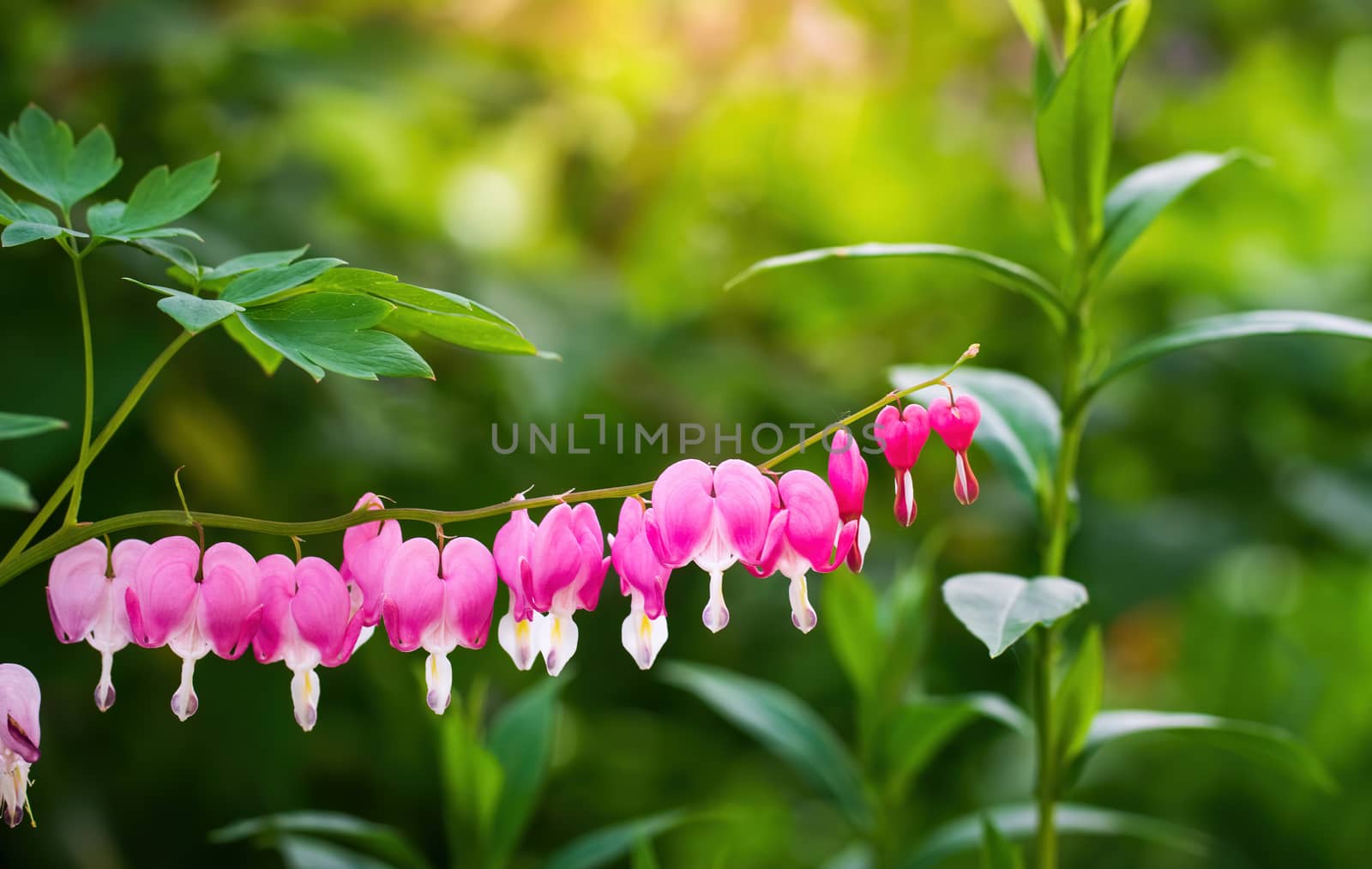Blooming pink heart shaped dicentres in the summer garden.