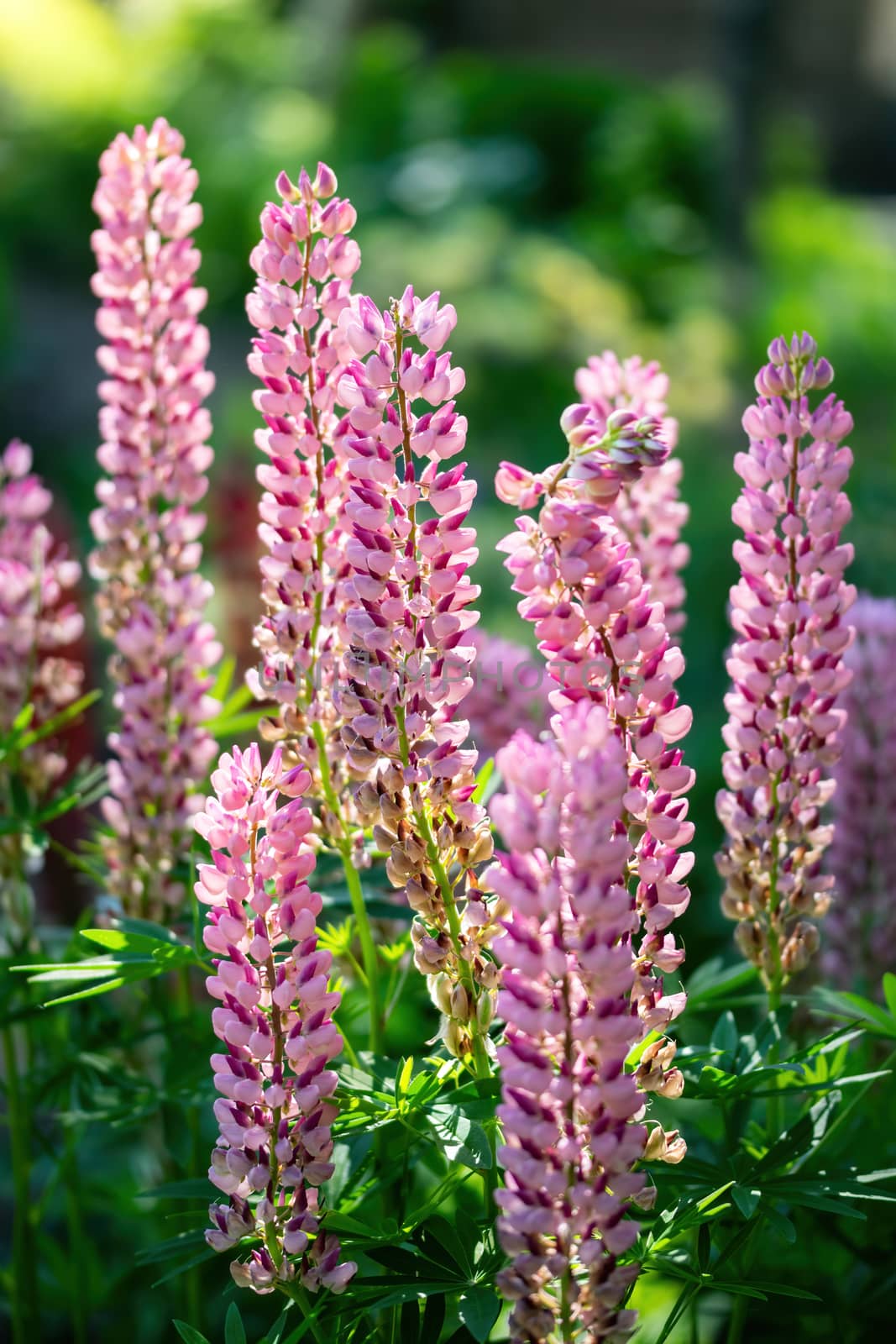 Lupine flower close-up in the garden