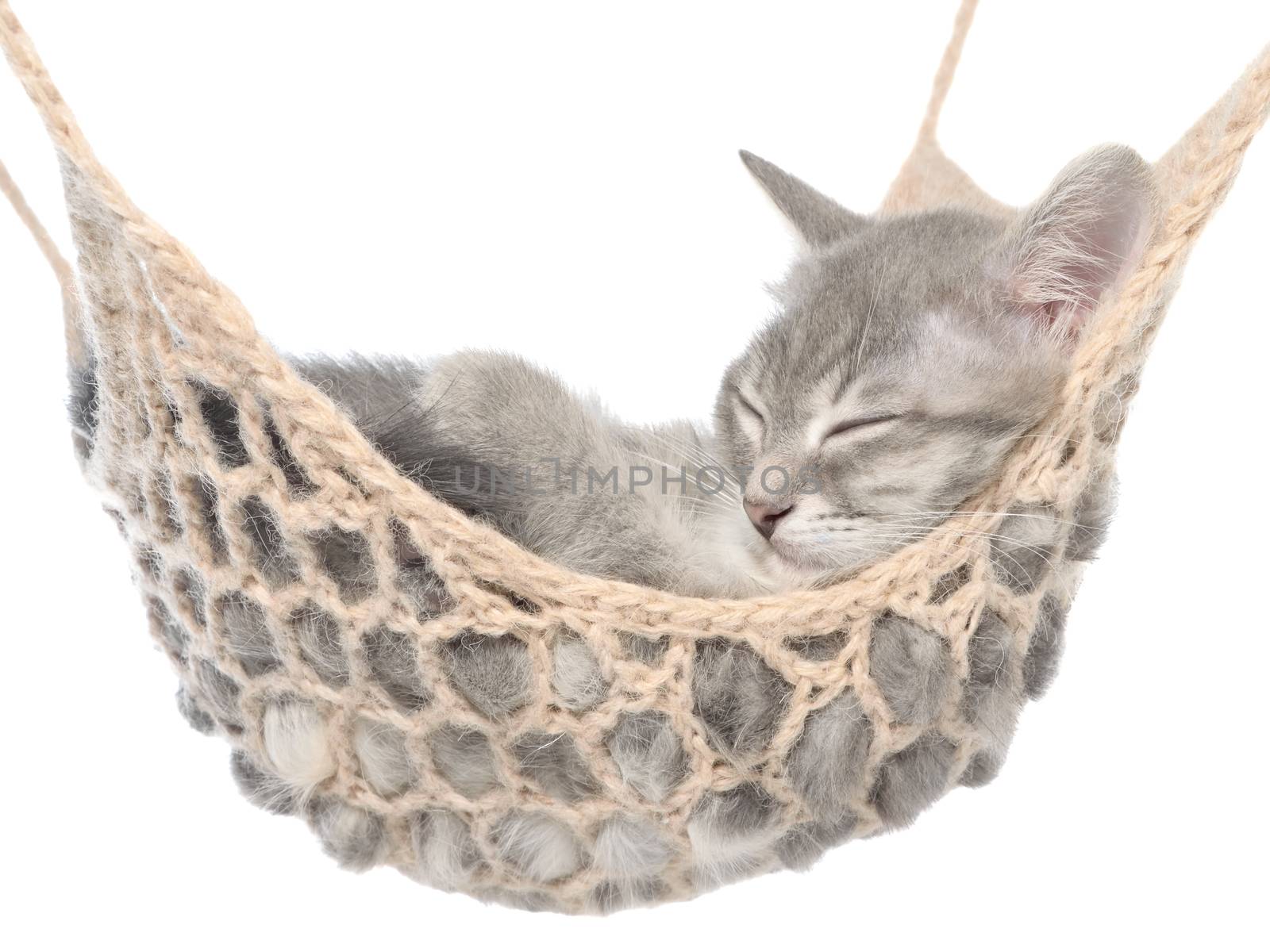 Cute british shorthair tabby kitten sleeping in hammock on a white background.