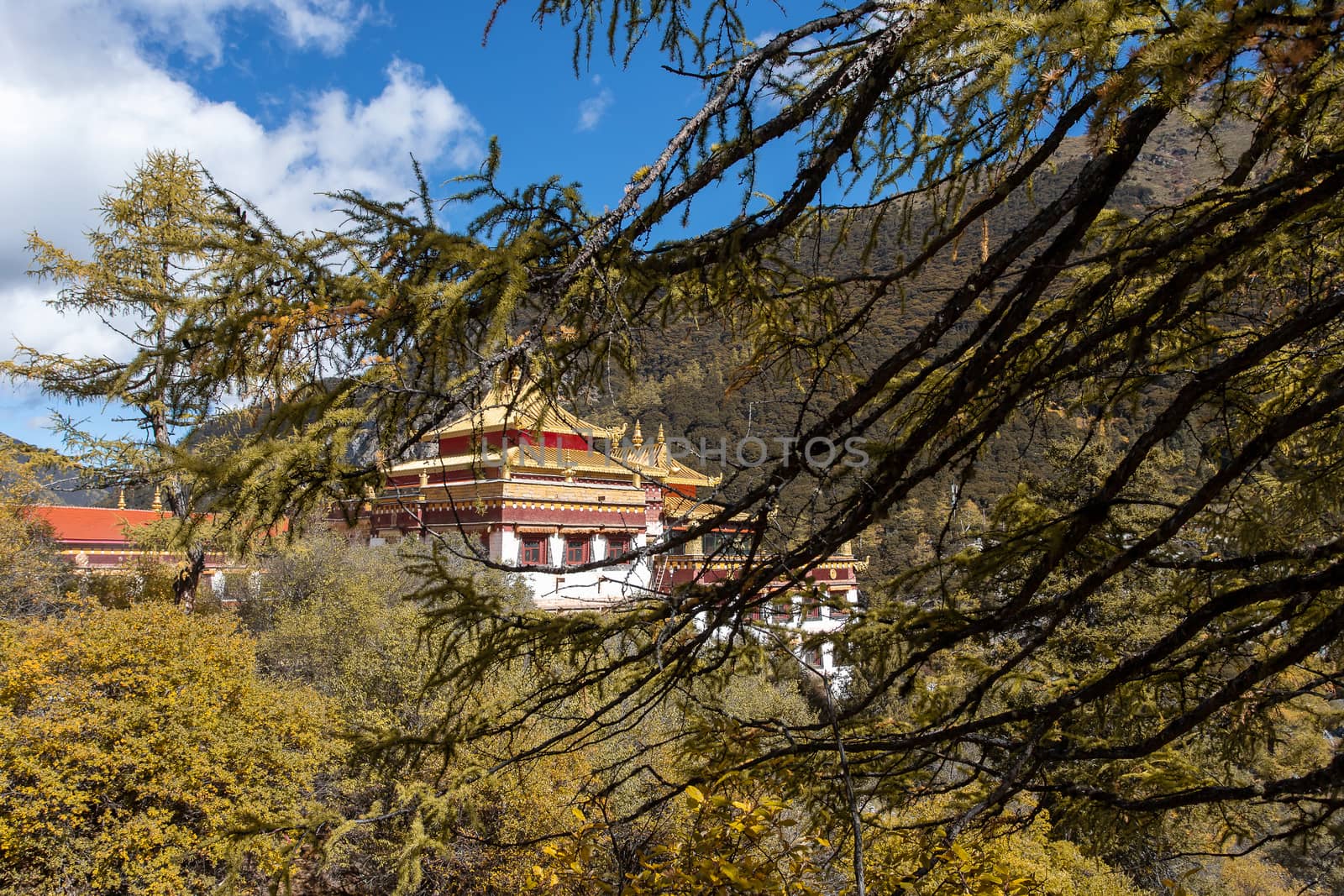 chong gu temple with snow mountain at daocheng,yading,china by freedomnaruk