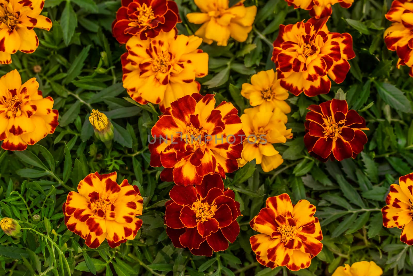 Close-up flowers of a marigold on a sunny day outdoors.