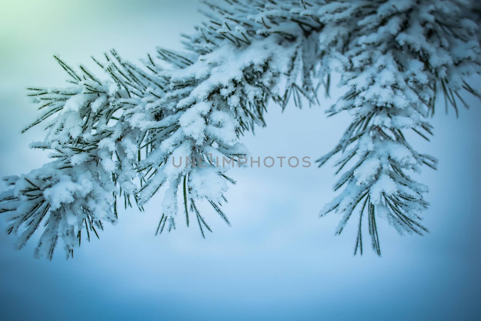 Fir branch in snow on a frosty winter day.
