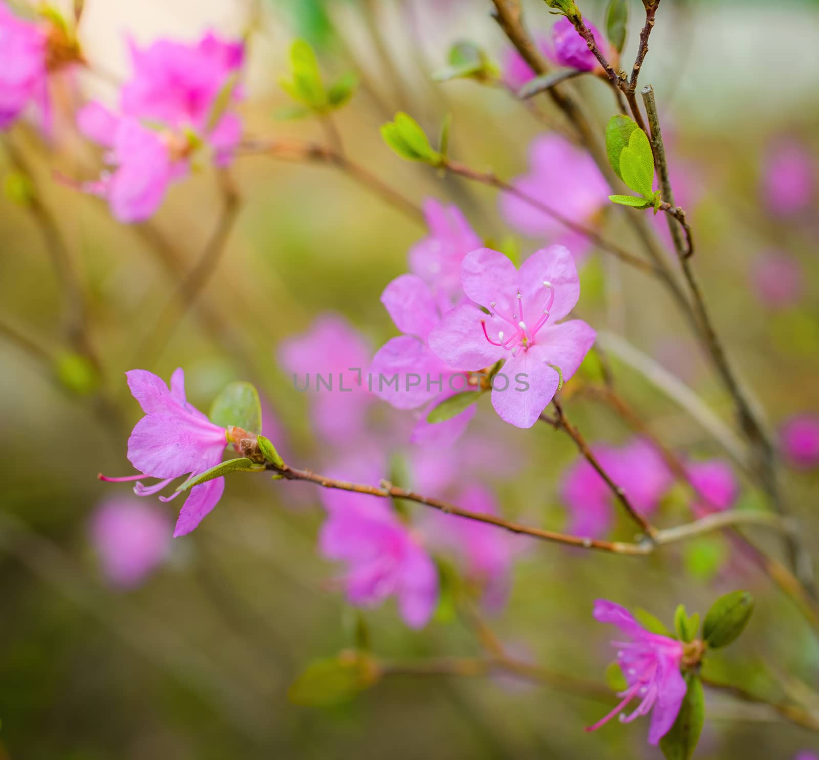 Spring flowering pink almond closeup on a blur background.