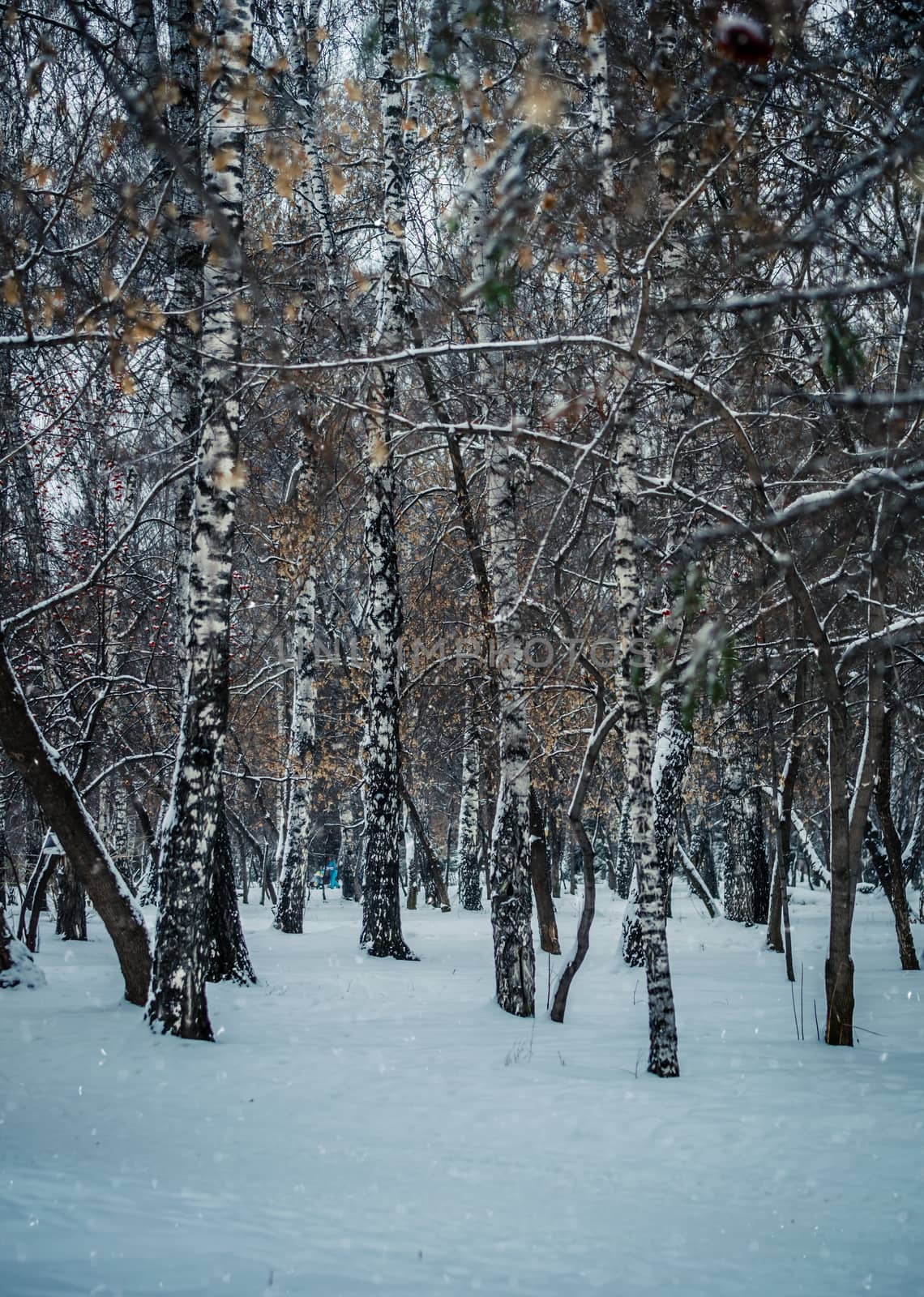 Snow-covered branches of trees on a frosty winter day.