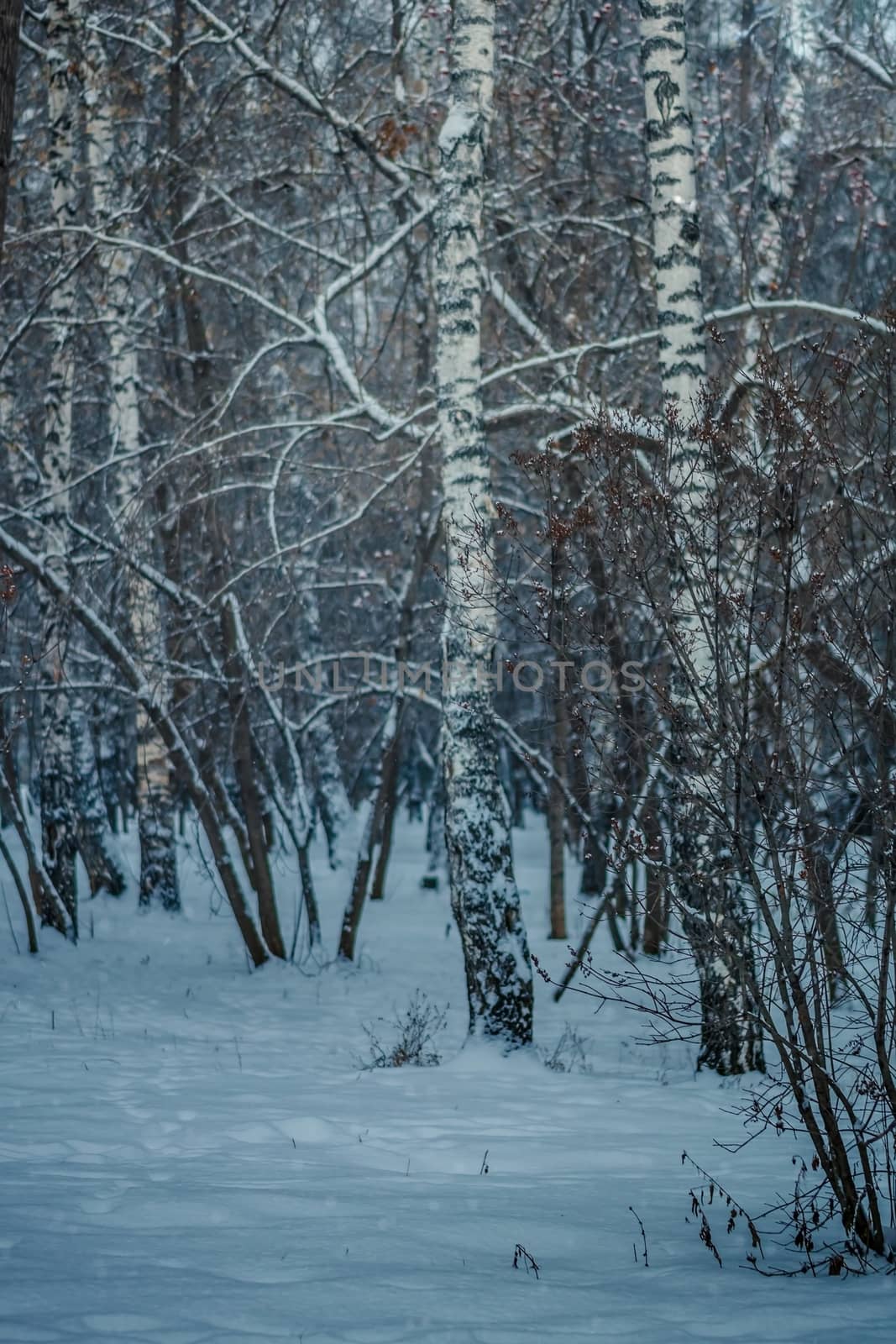 Snow-covered branches of trees on a frosty winter day.