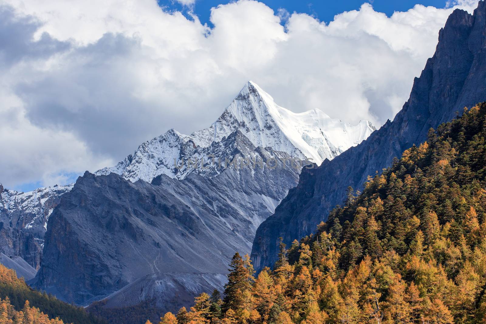 Colorful in autumn forest and snow mountain at Yading nature reserve, The last Shangri la