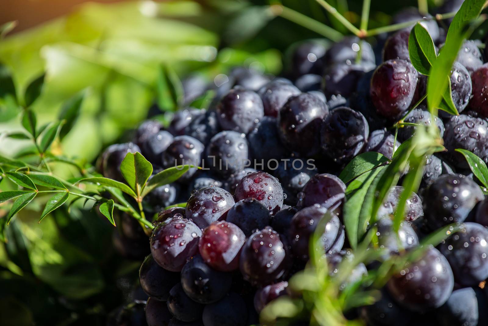 Dark grapes in a basket. Grape harvesting. Red wine grapes