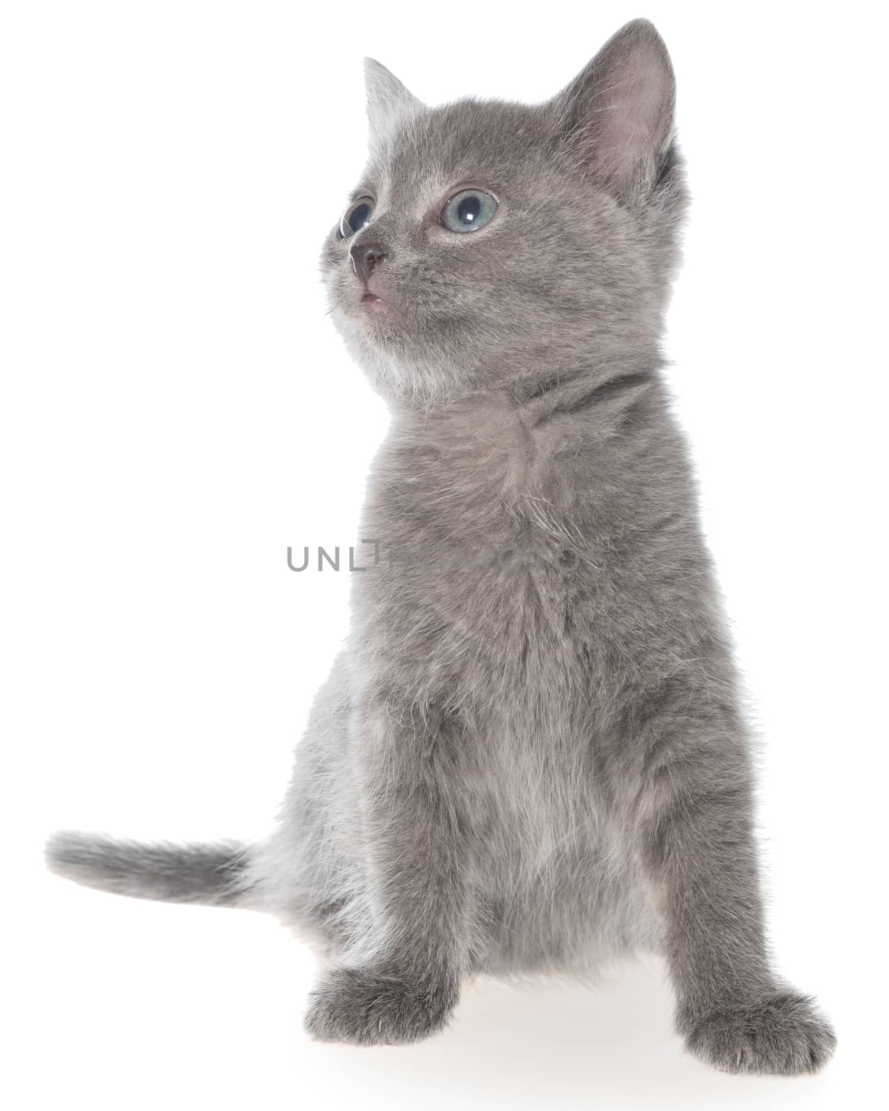 Small gray shorthair kitten sitting isolated on white background.