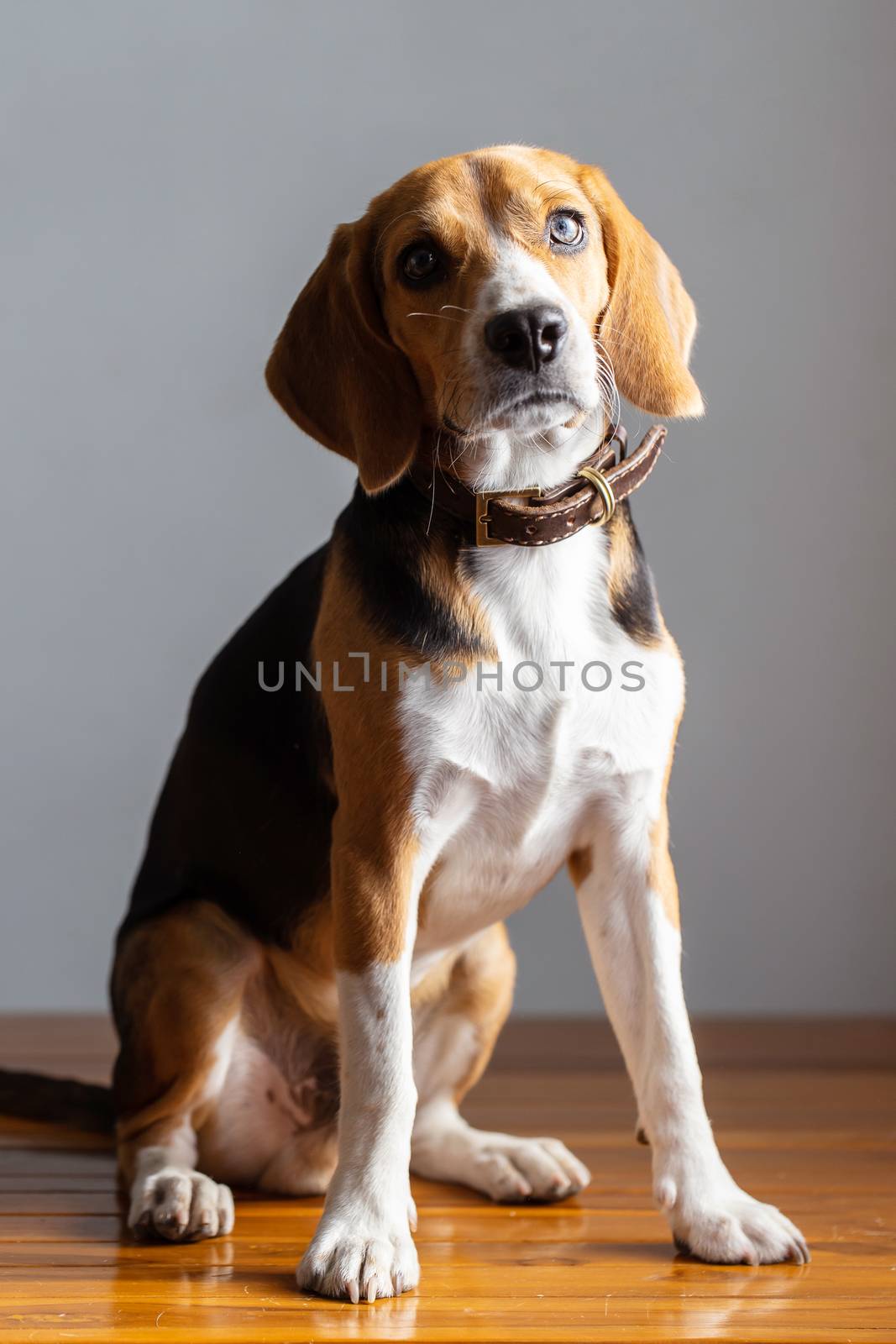 beautiful beagle dog isolated on white