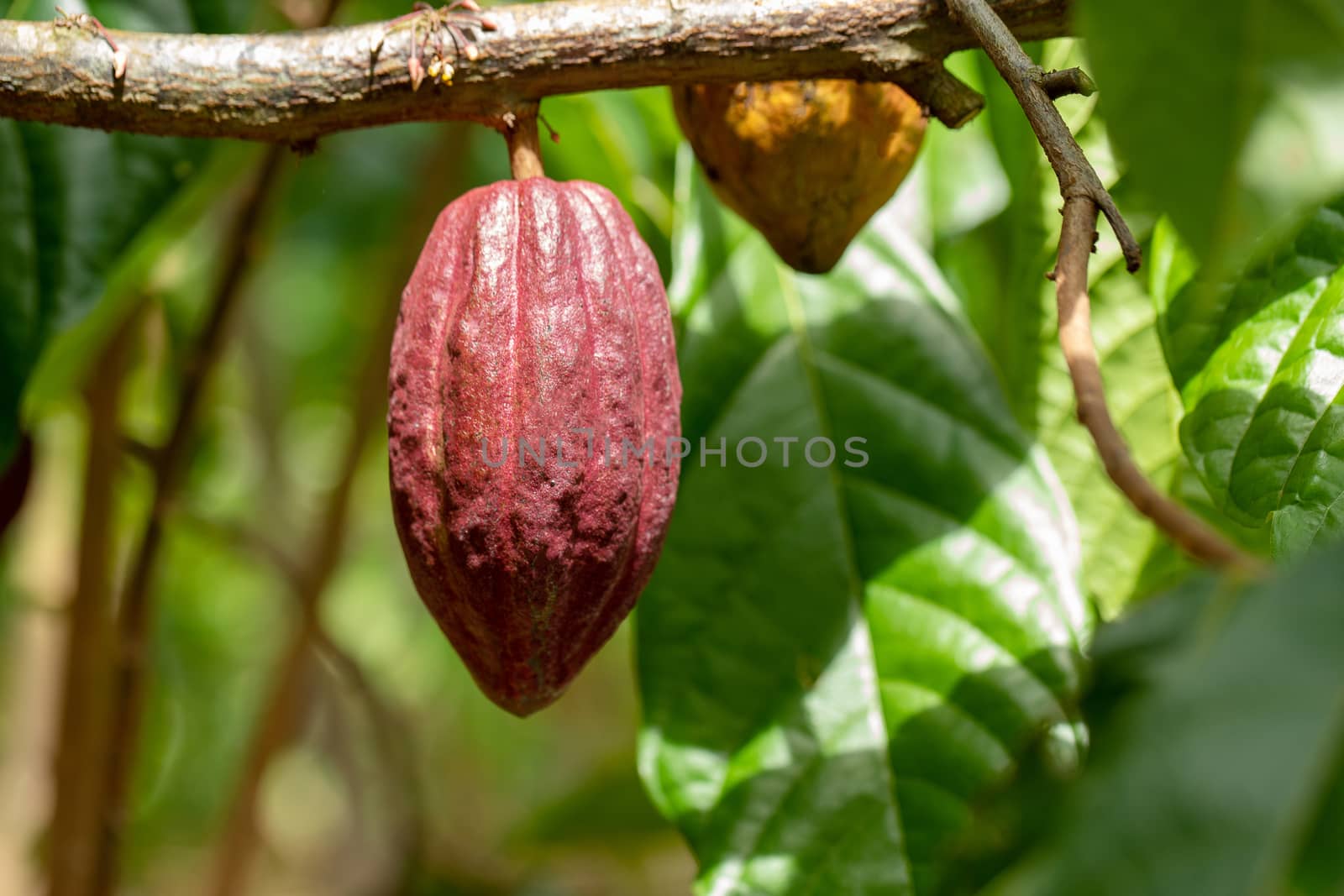 Cacao Tree (Theobroma cacao). Organic cocoa fruit pods in nature.