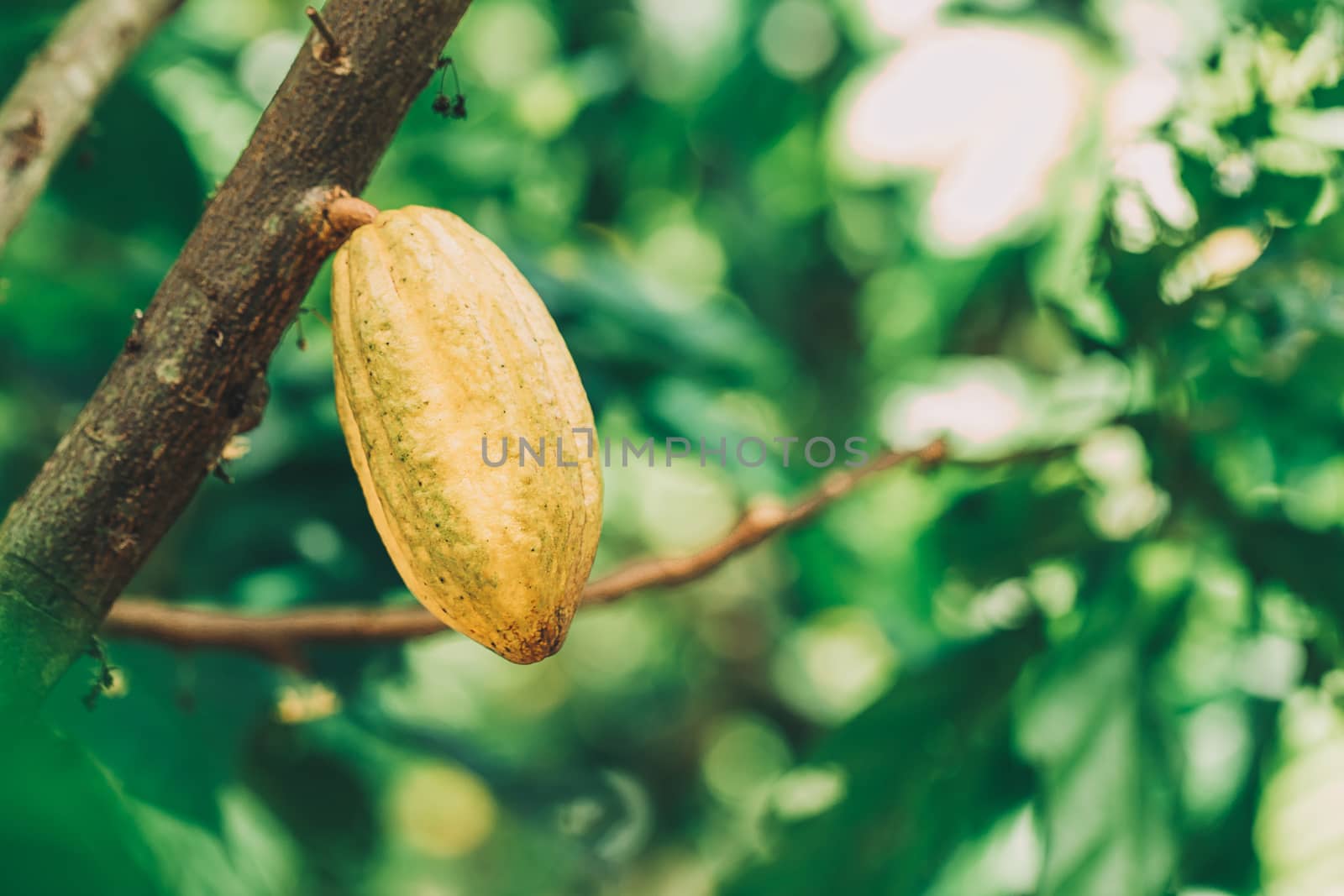 Cacao Tree (Theobroma cacao). Organic cocoa fruit pods in nature.