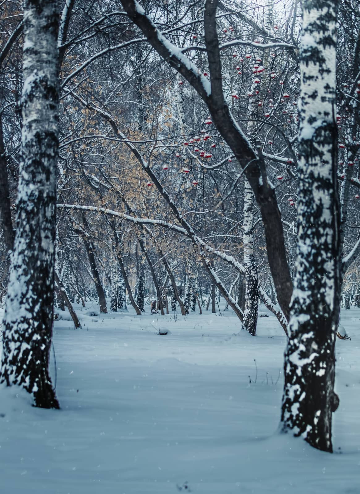 Snow-covered branches of trees on a frosty winter day.