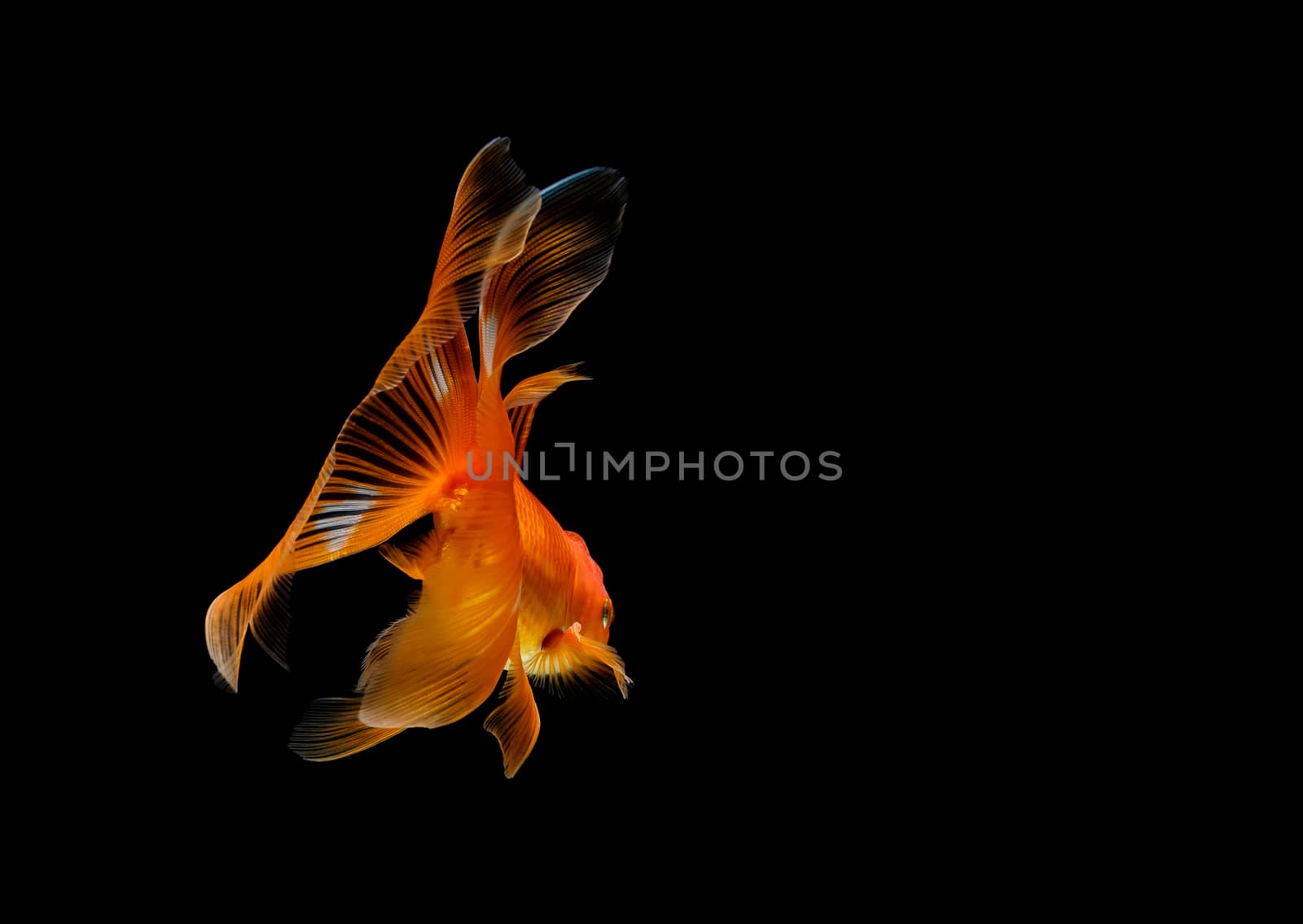 goldfish isolated on a dark black background by freedomnaruk