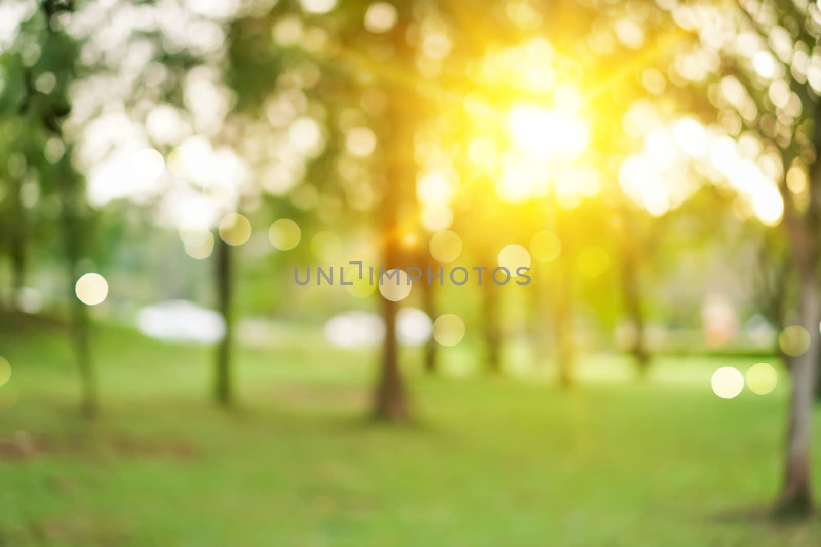 Blur nature bokeh green park by beach and tropical coconut trees by Suwant