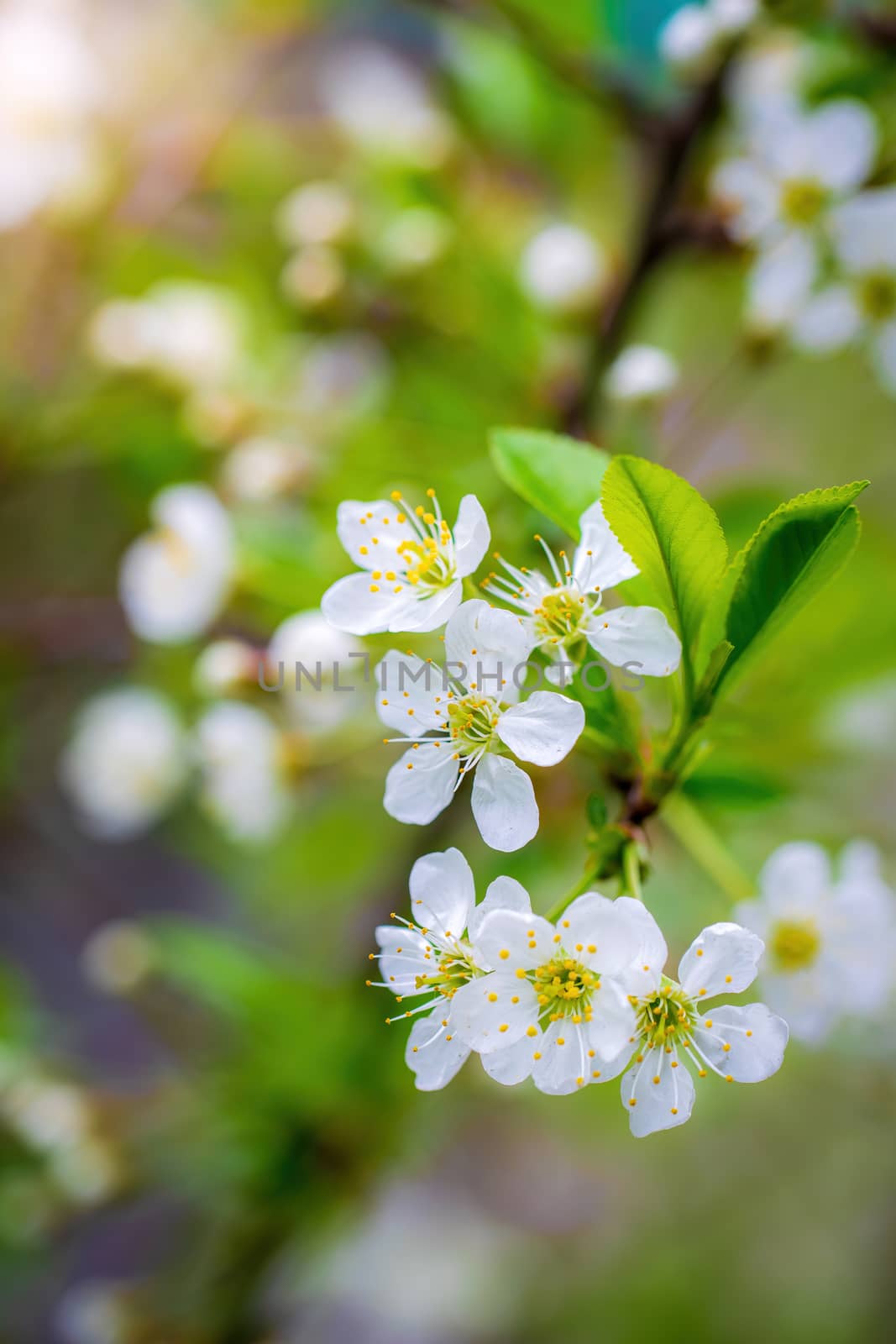 Branch of a tree with white flowers close-up in spring on a sunny day.