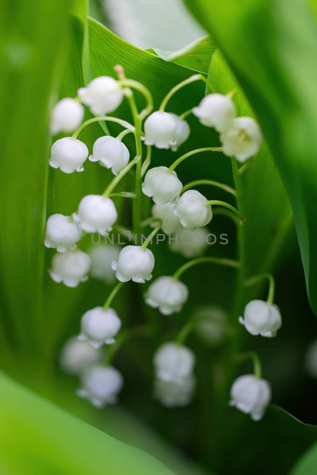 Spring flower lily of the valley close-up on a green blurred background.