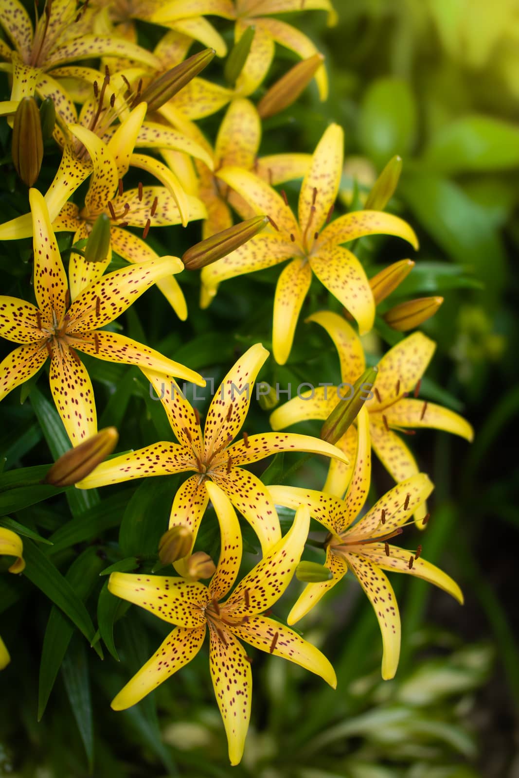 Flower of yellow lily against the rays of the setting sun on a summer day.