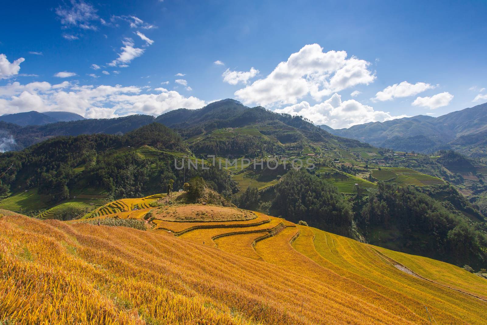 Green Rice fields on Terraced in Muchangchai, Vietnam Rice field by freedomnaruk